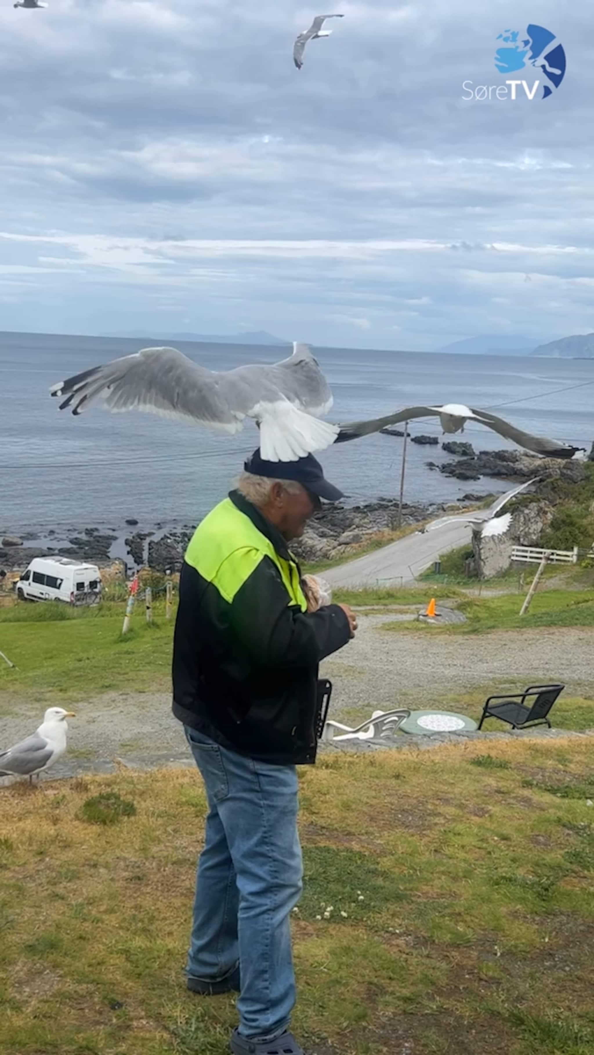 Arne og måsane i Goksøyra