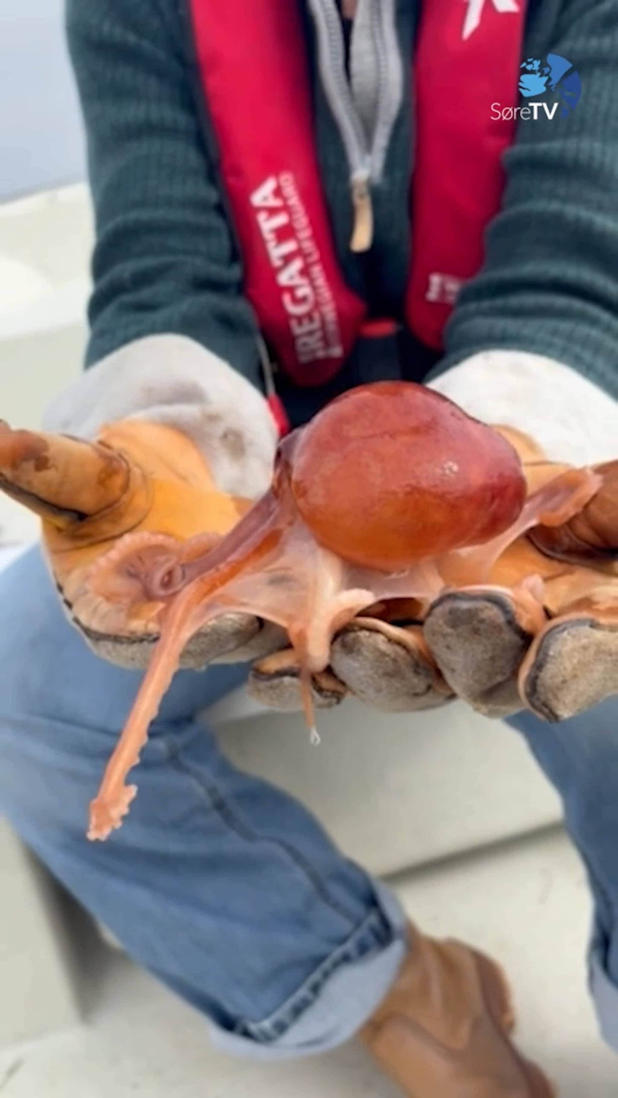 Fekk ein blekksprut på kroken