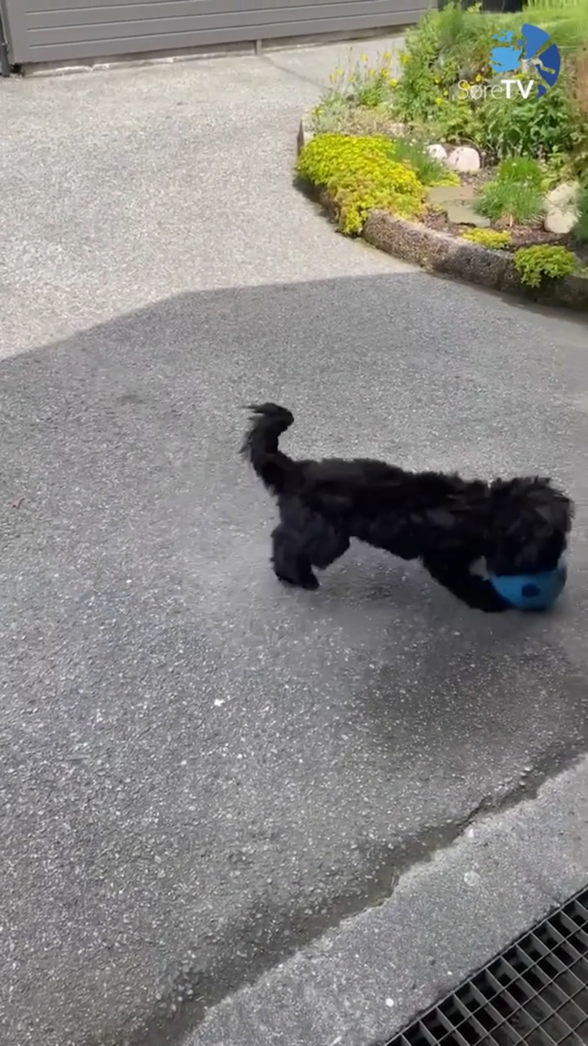 Bob driblar ball