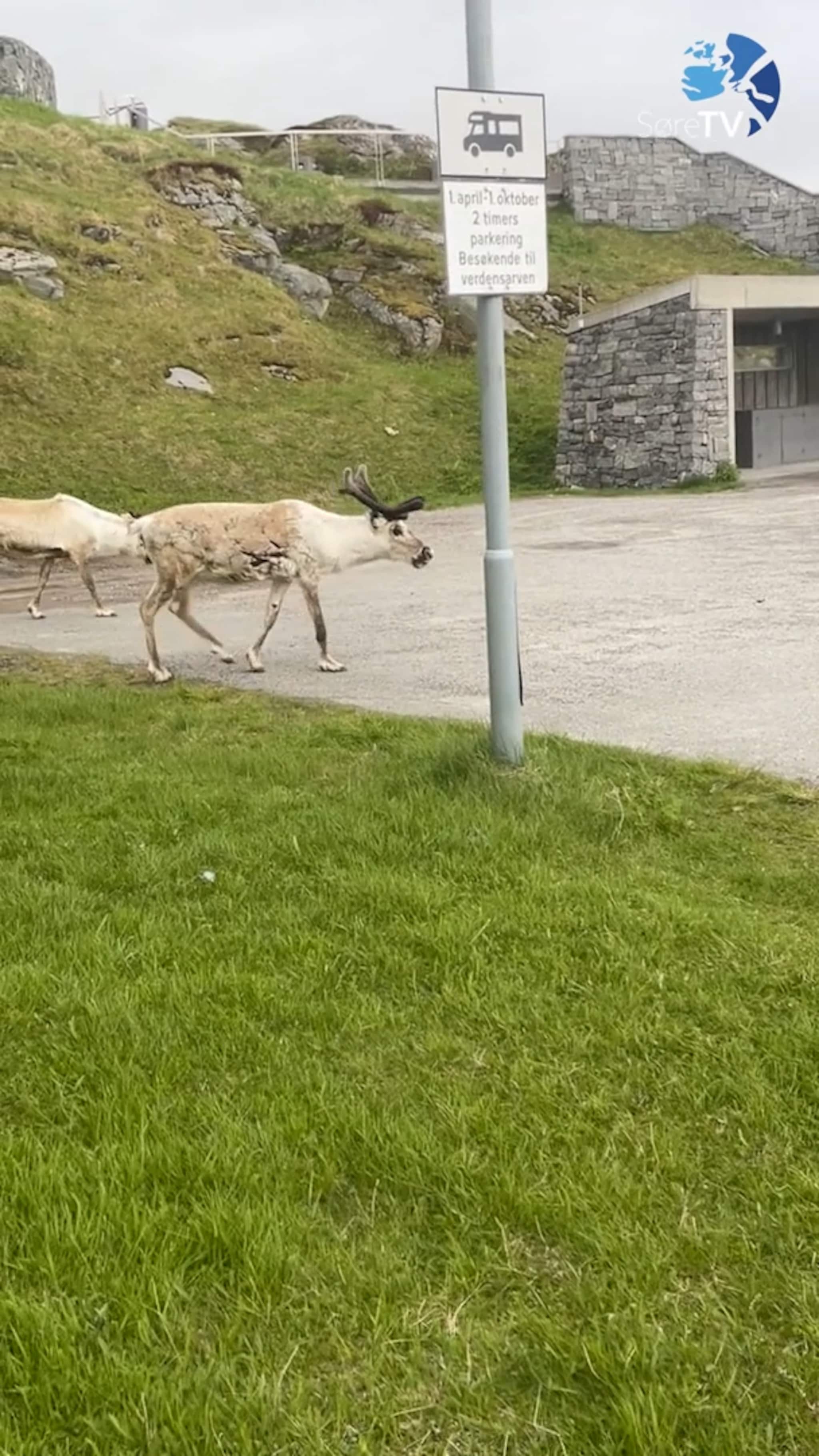 Her er Rudolf og kompisen på tur
