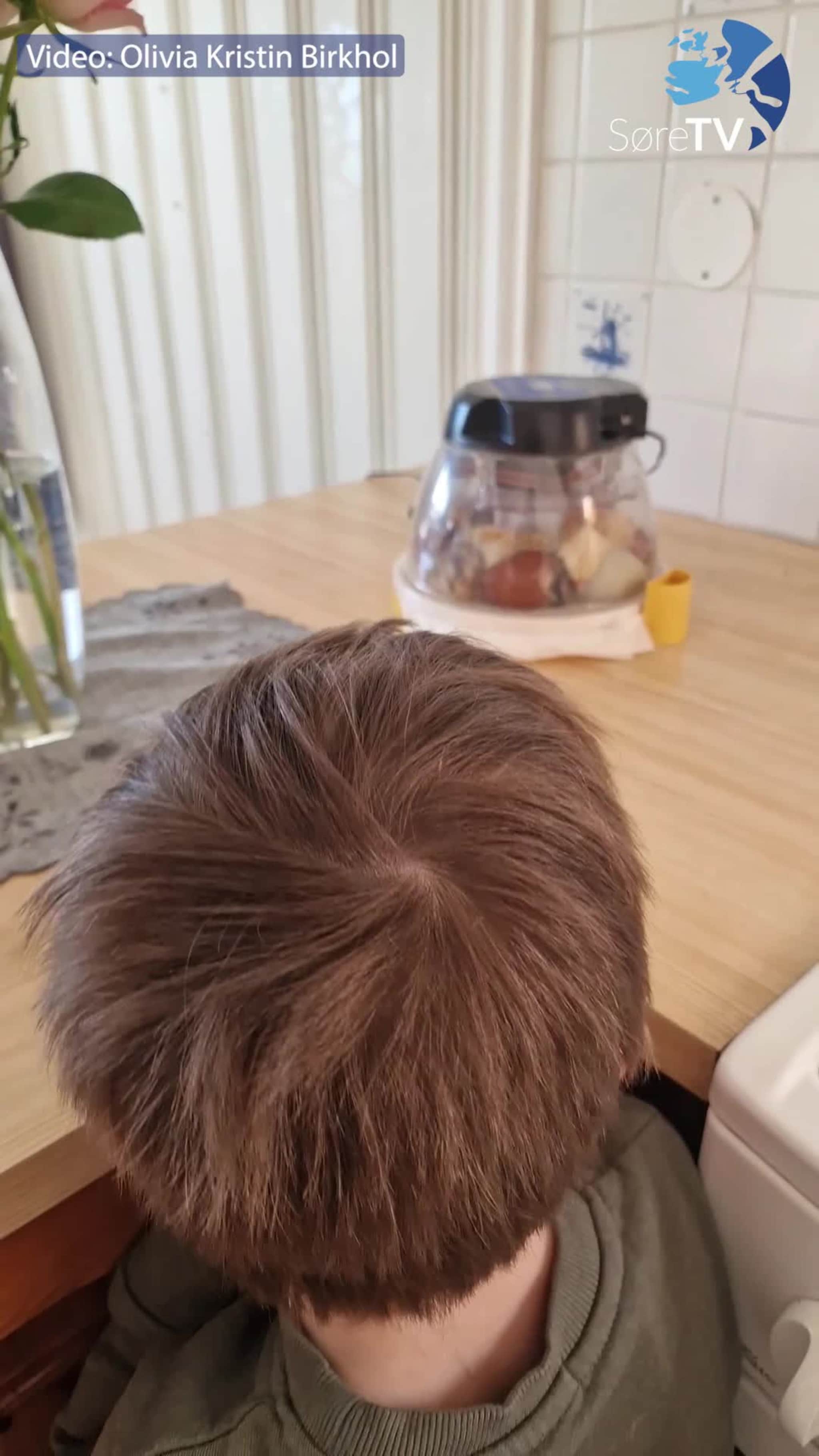 Her blir kyllingane klekt