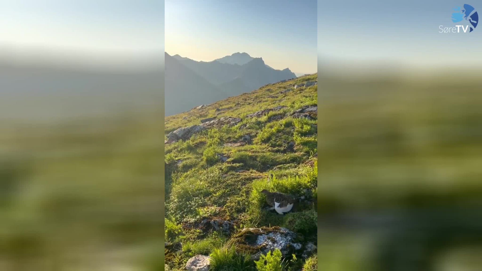 Møtte rype på fjelltur