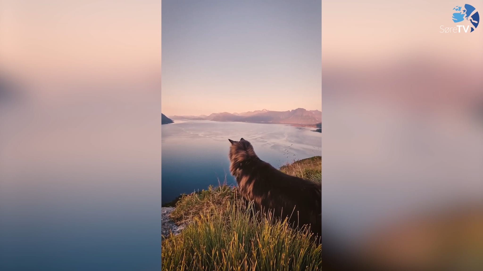 Katten Kian ut på tur