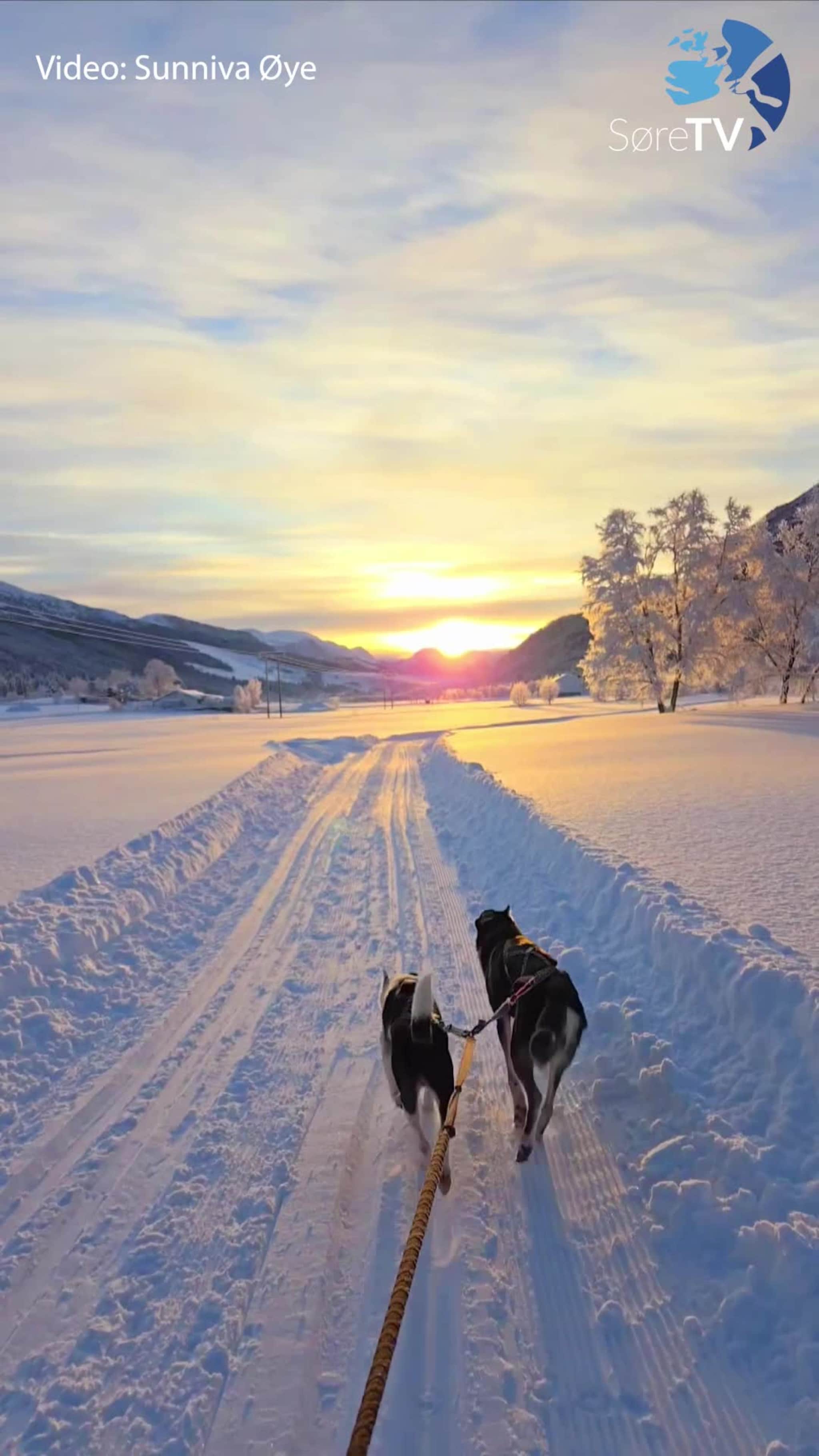Vintermoro med hund