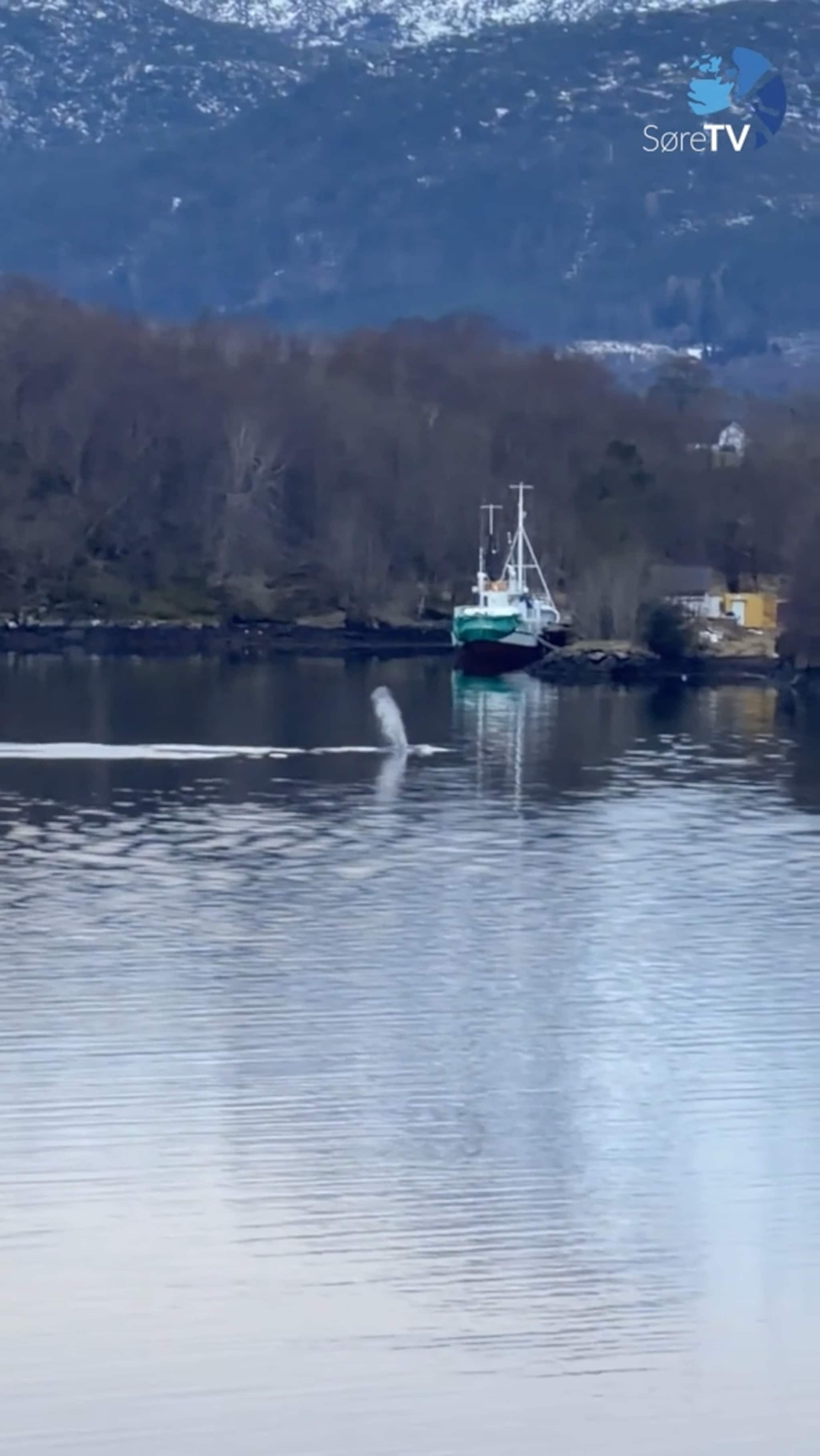 Utsikt til kvalsafari