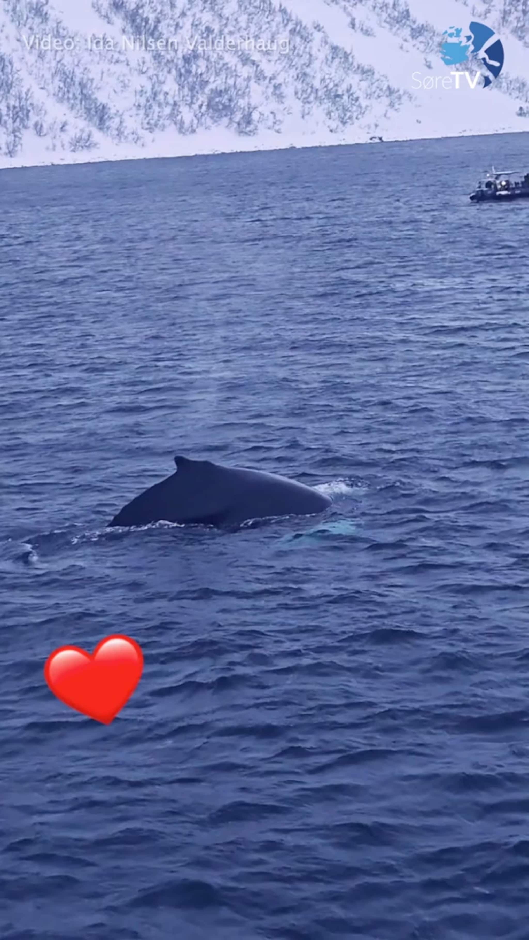 Knølkvalen kom tett opp på sida