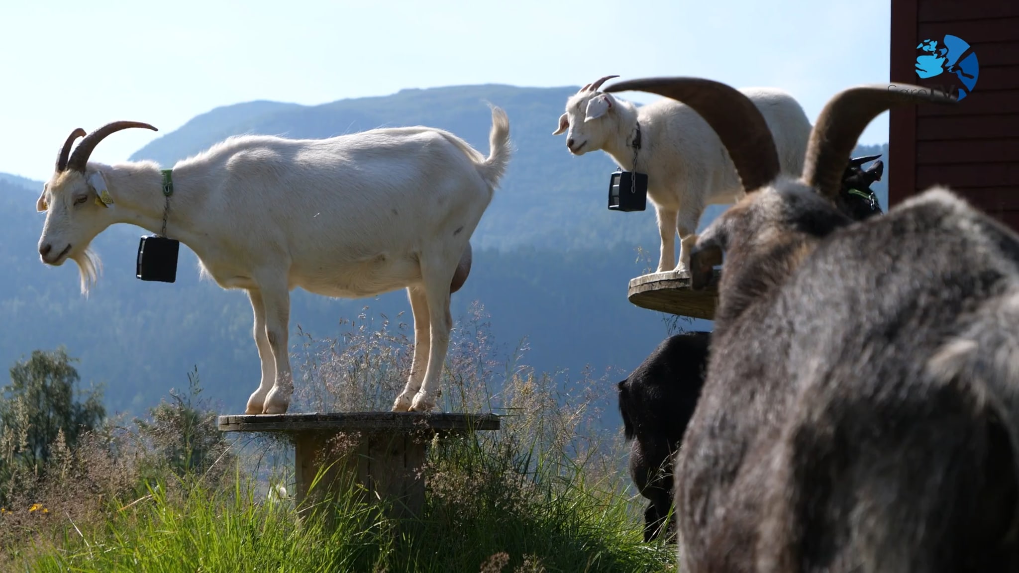 Farm Stories: the rent-a-goat business