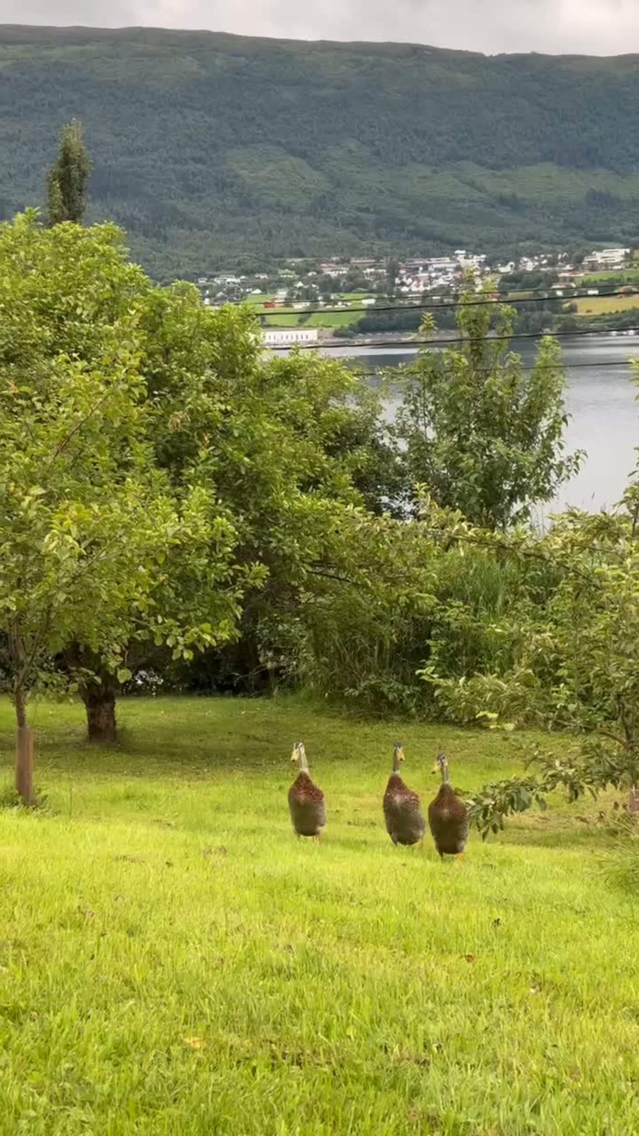 Livretten er sniglar