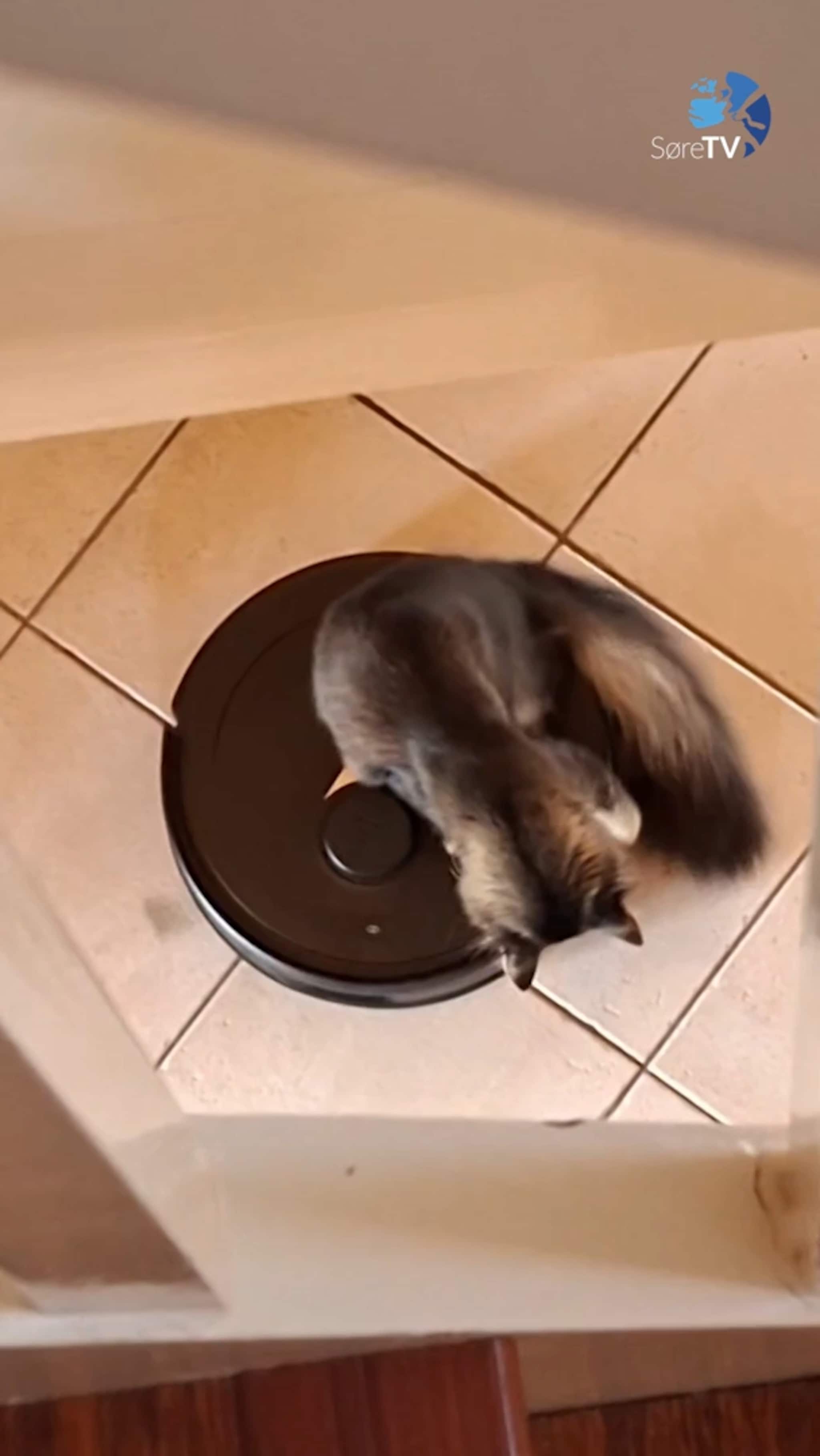 Klara likar spenning