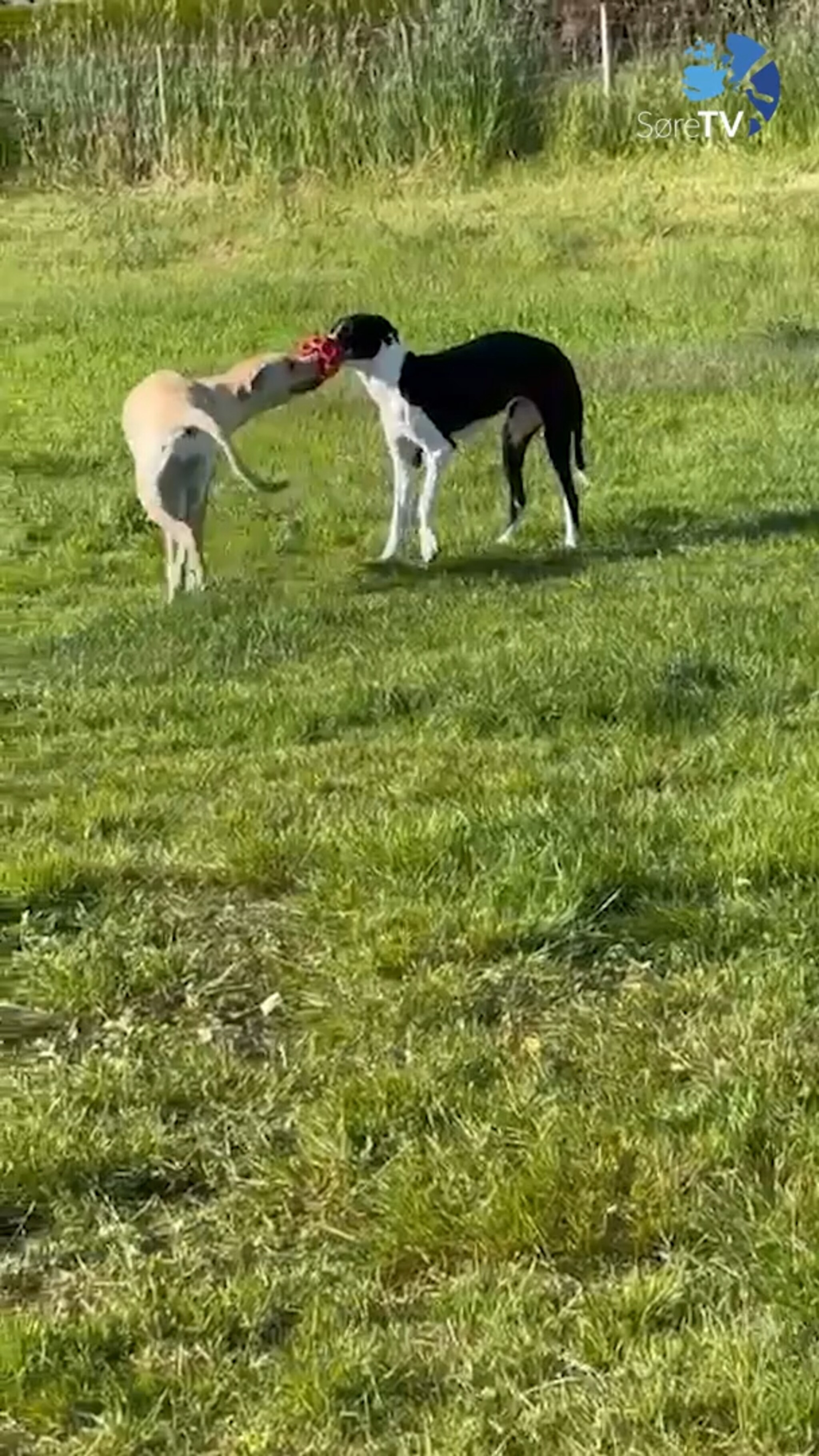 Begge vil ha ballen