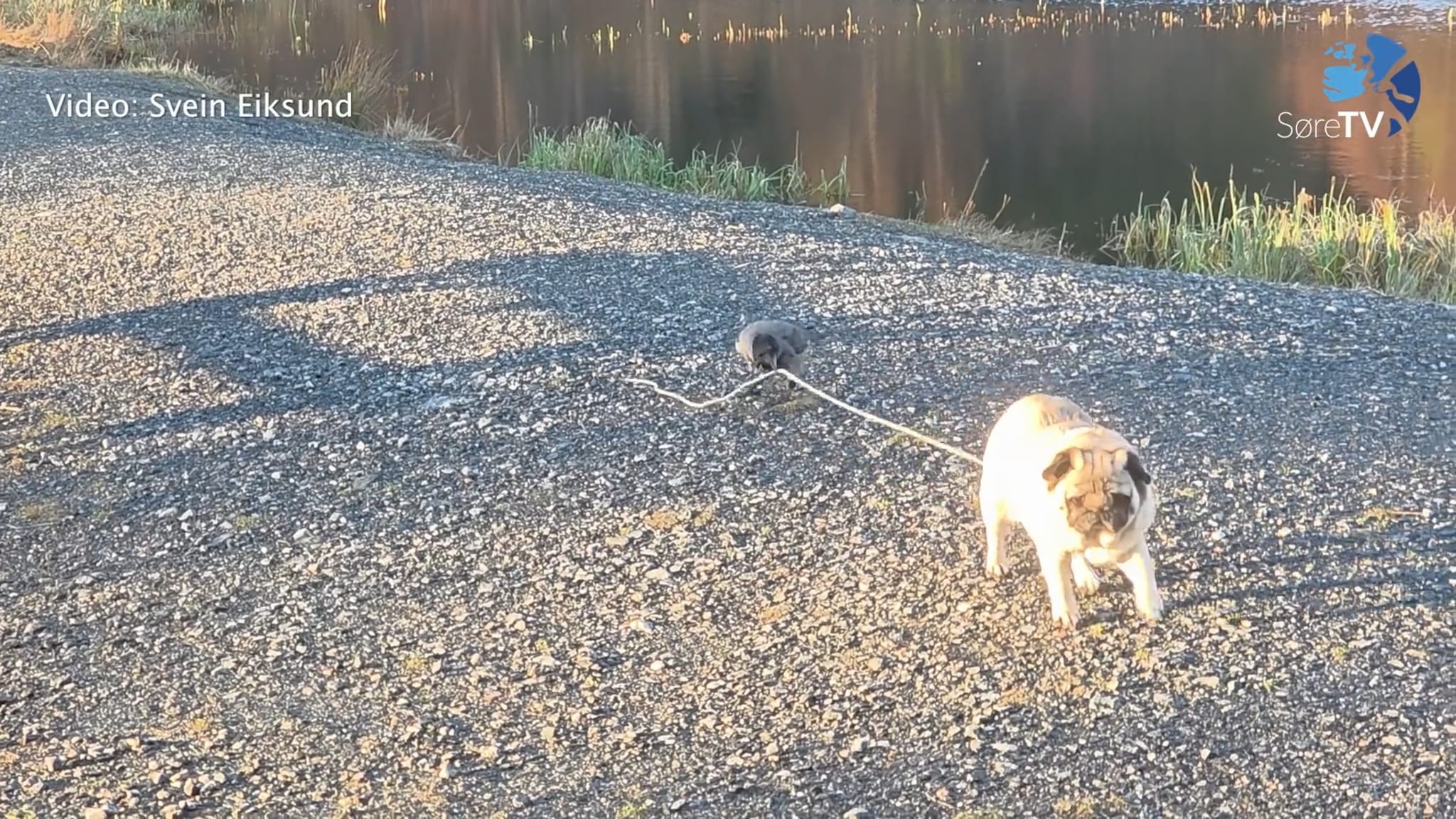 Her går kråka på tur med Molly