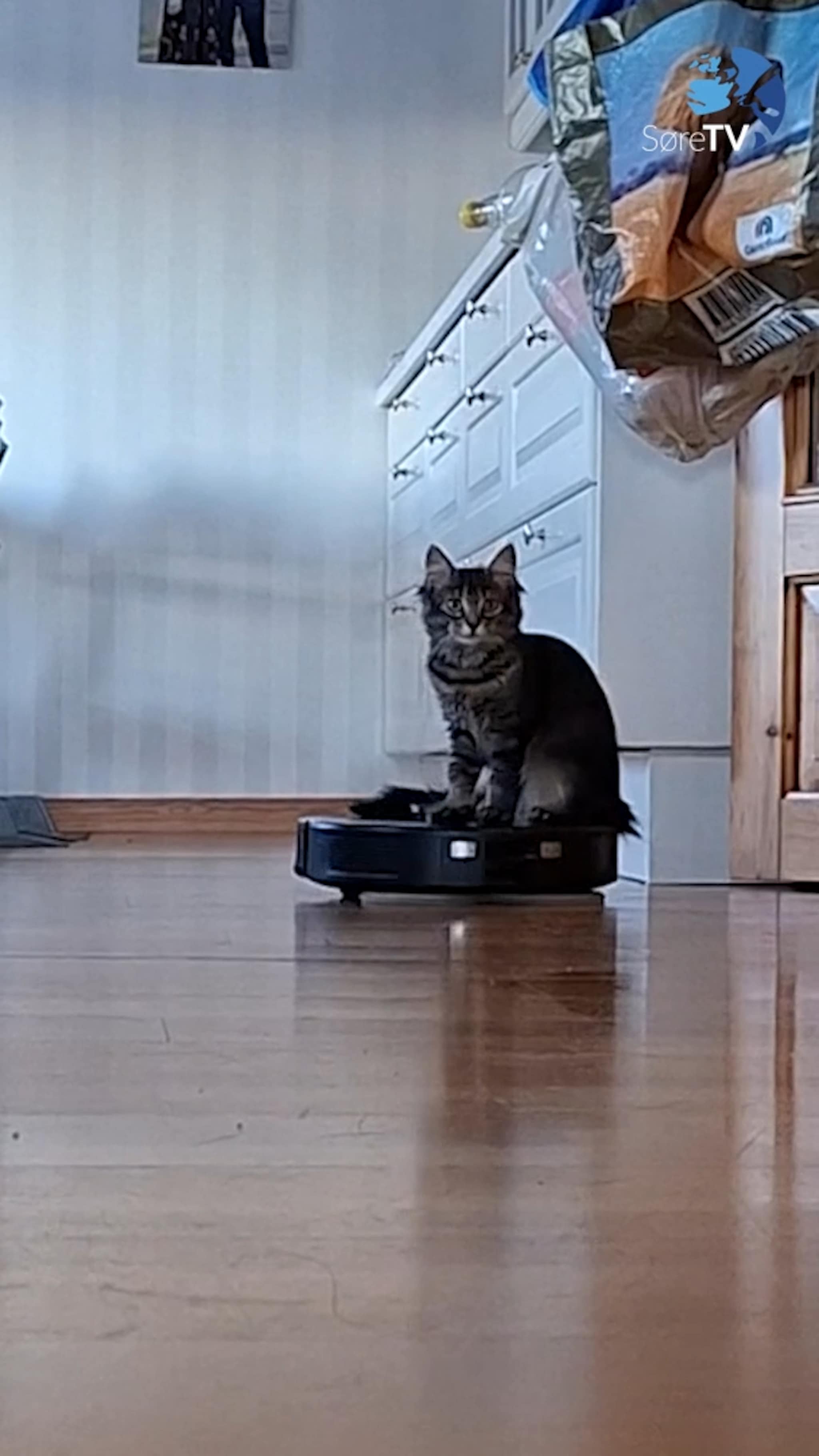 Her er det katten som vaskar vekk jula