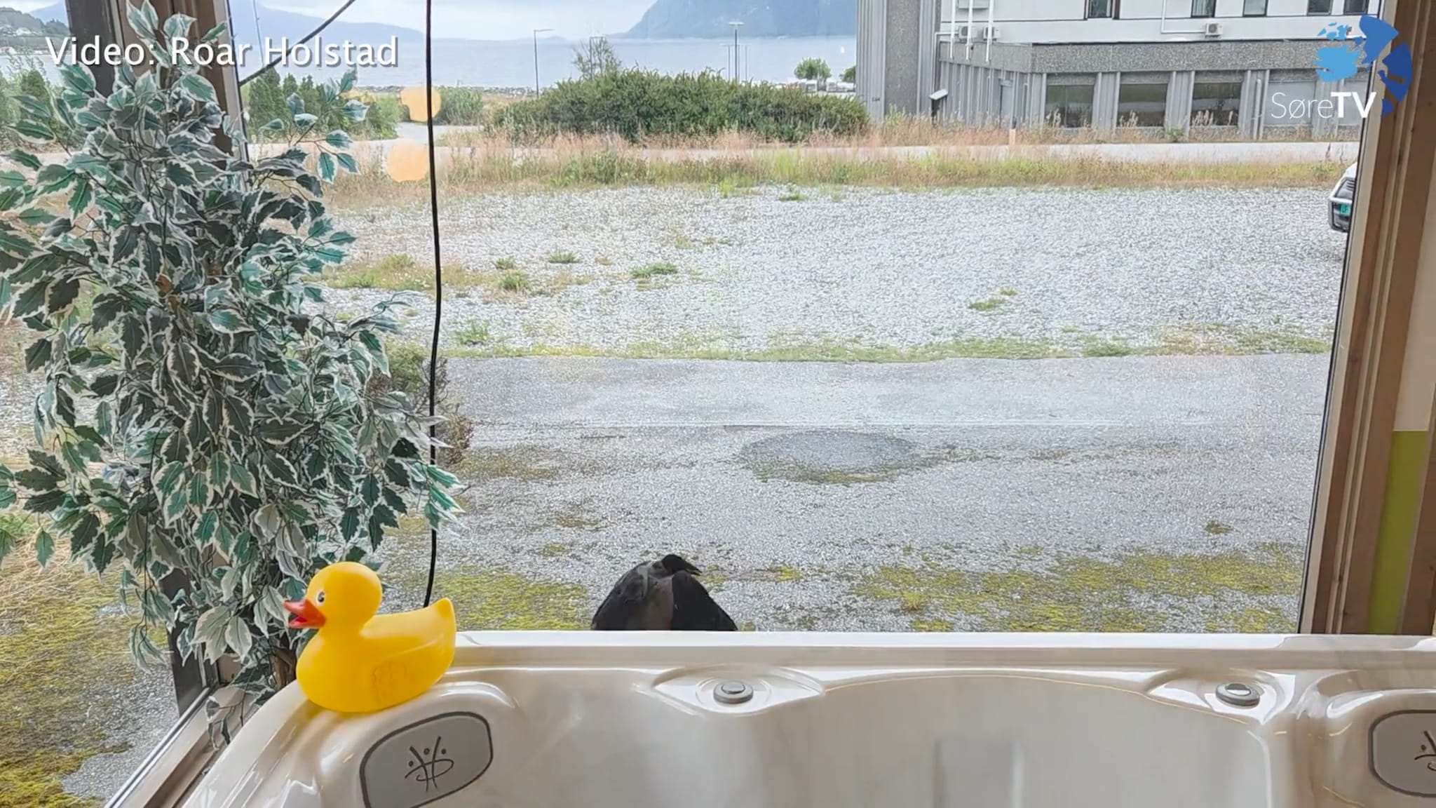 Ho drog med uforretta sak