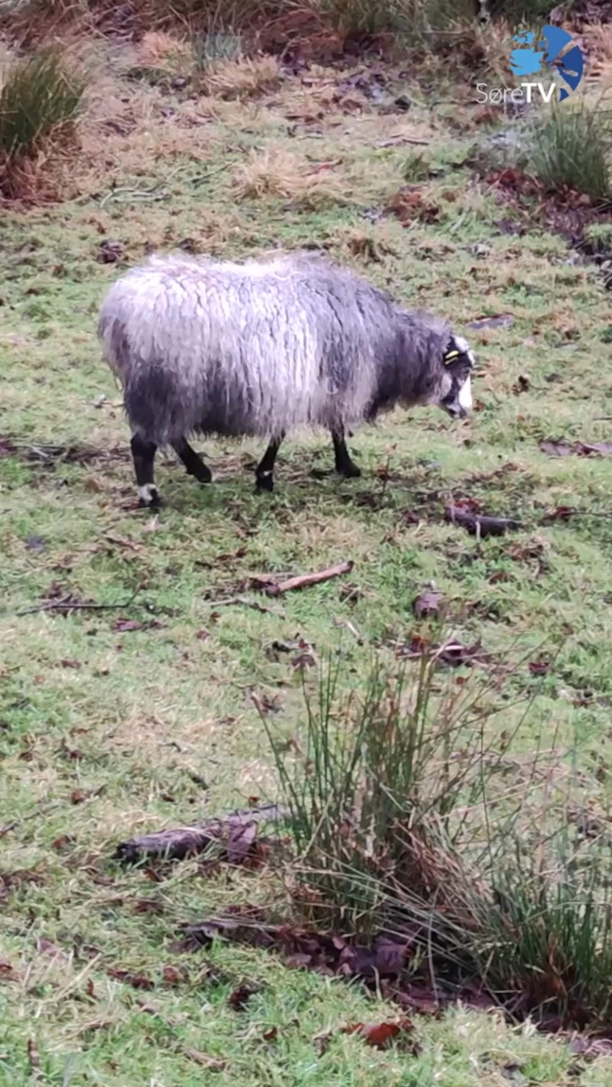 – De har vore her heilt sidan i fjor