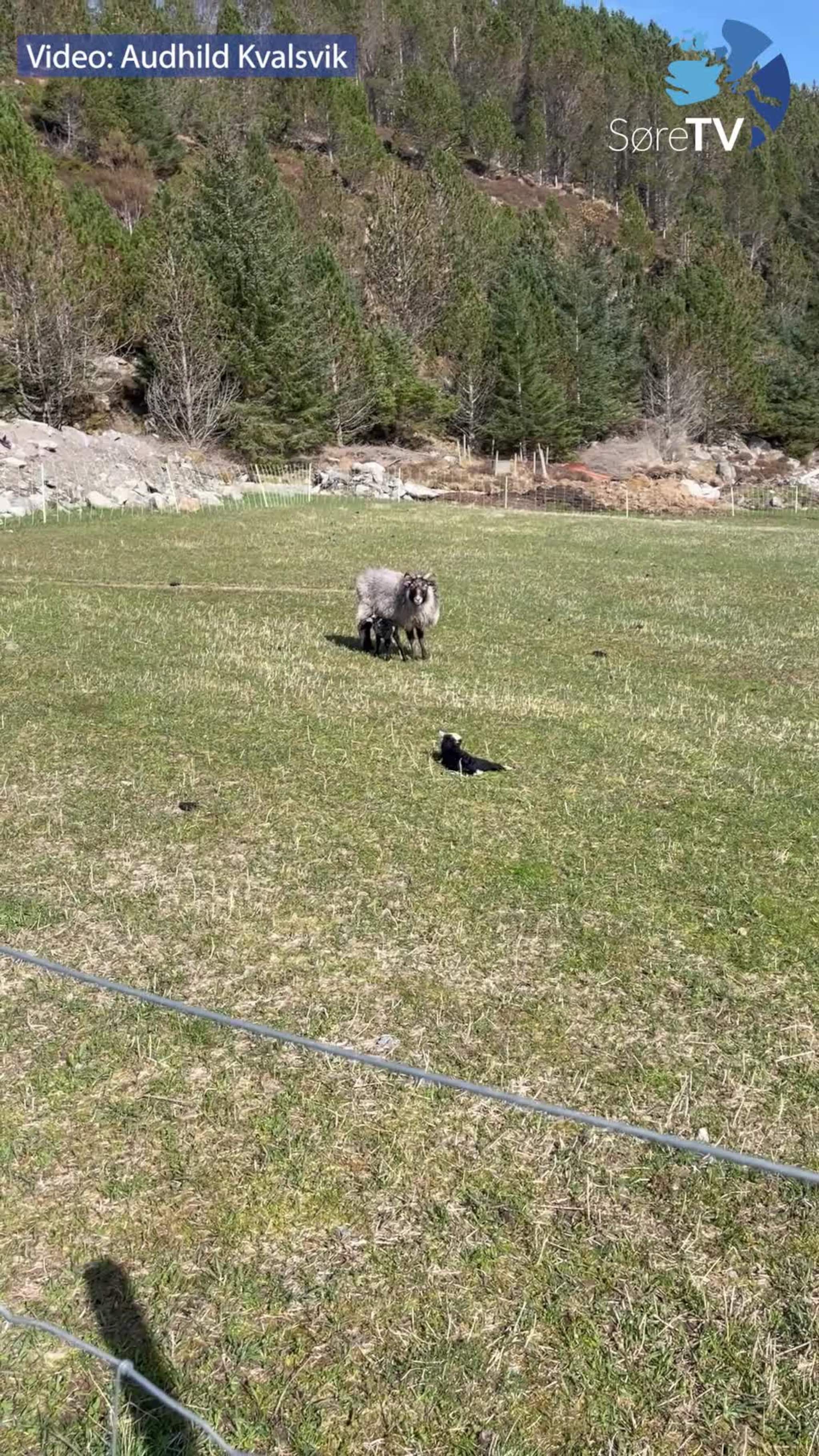 Sjå dei fine lamma