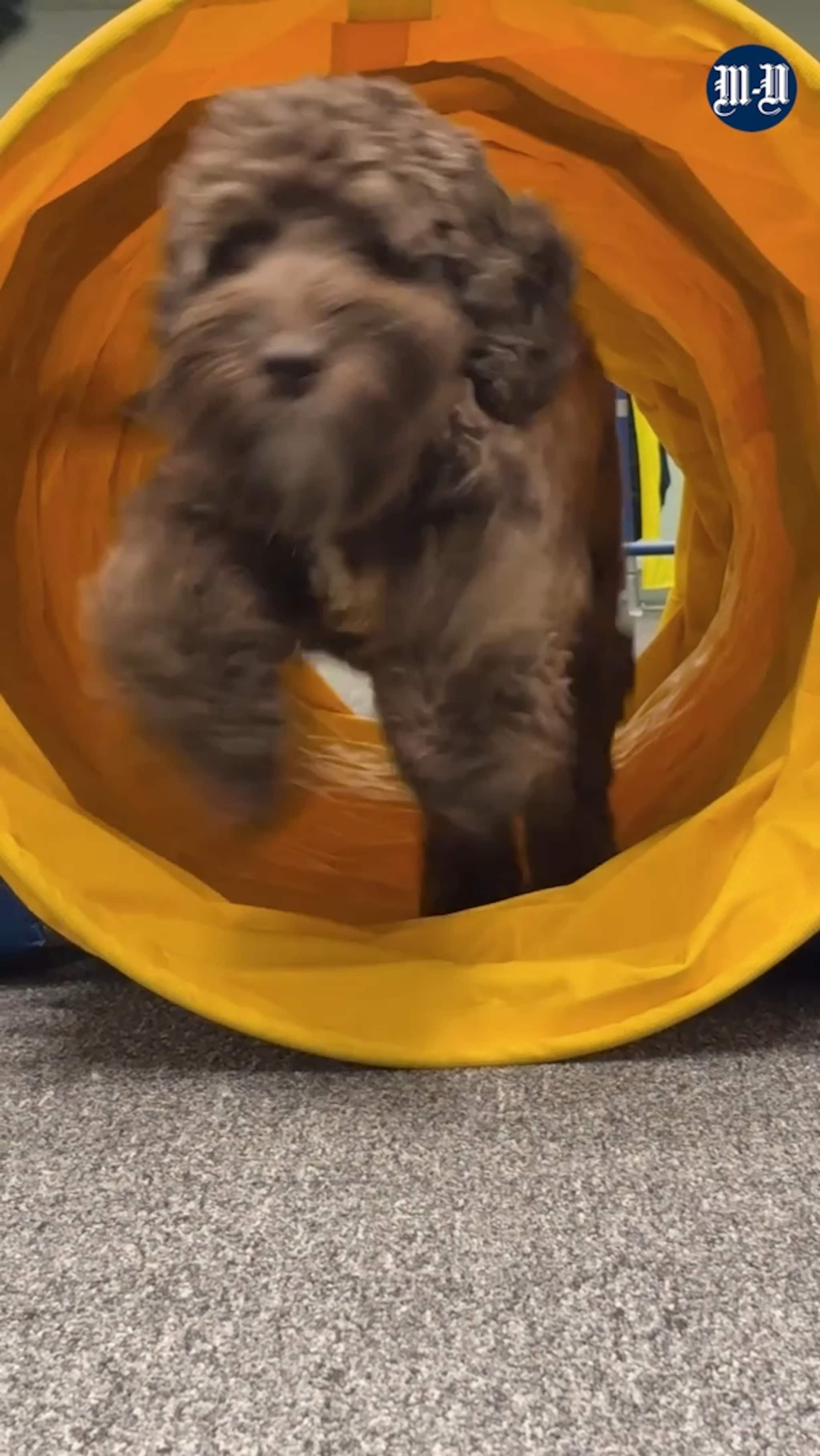 Slik trenar hundane på måndagar