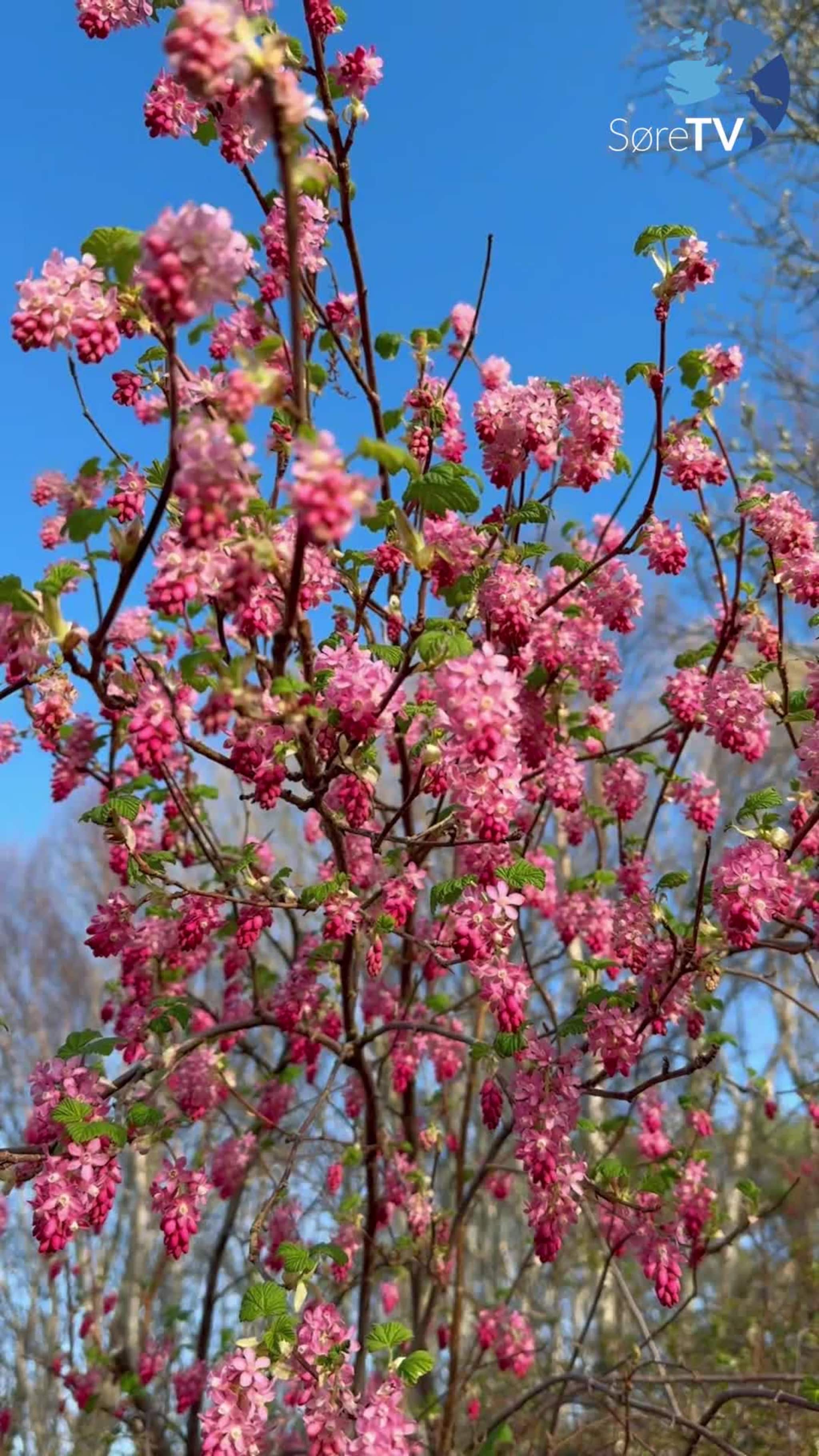 Sjå dei fine blomstrane nedanfor barnehagen