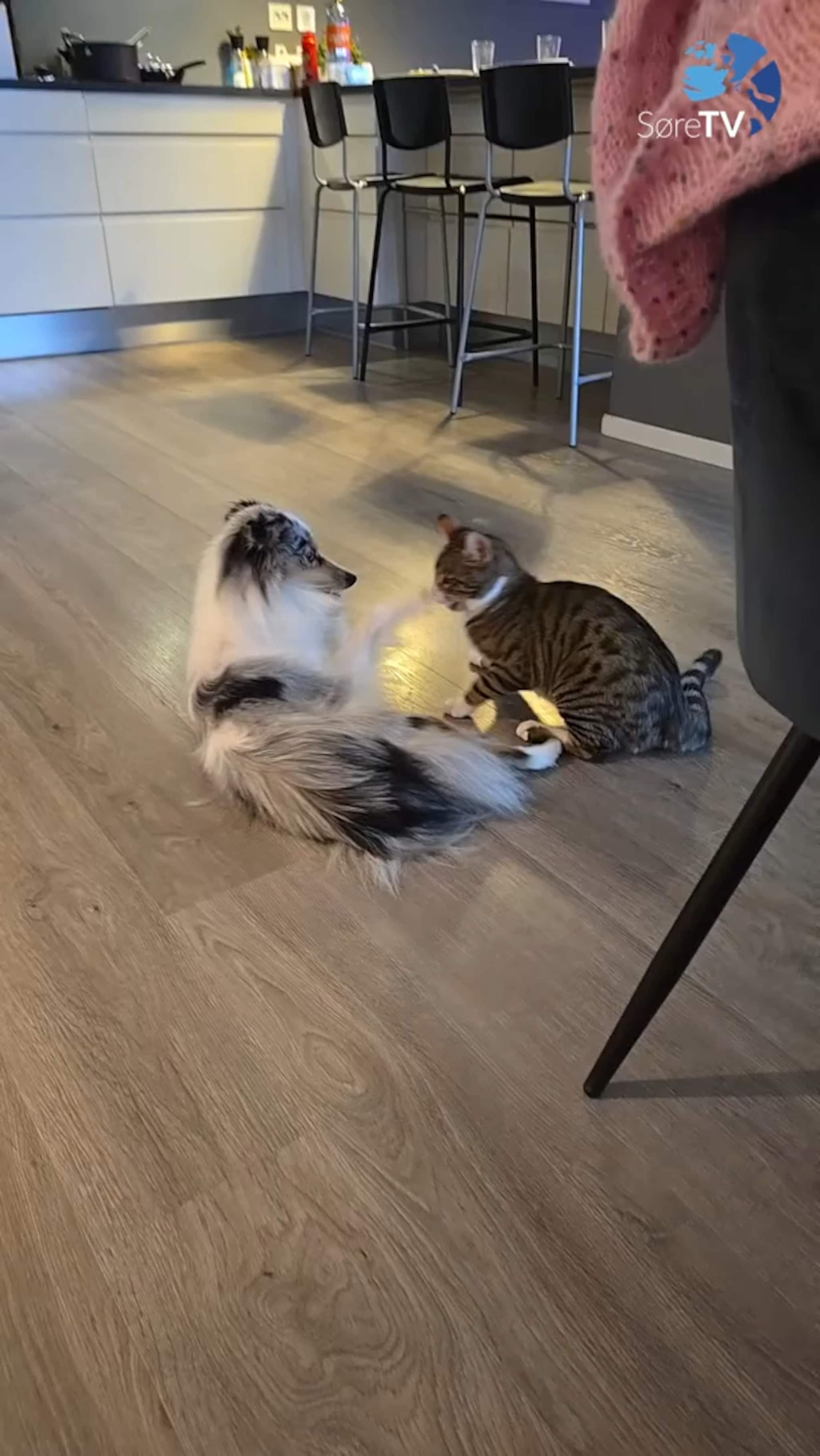 Som katt og hund
