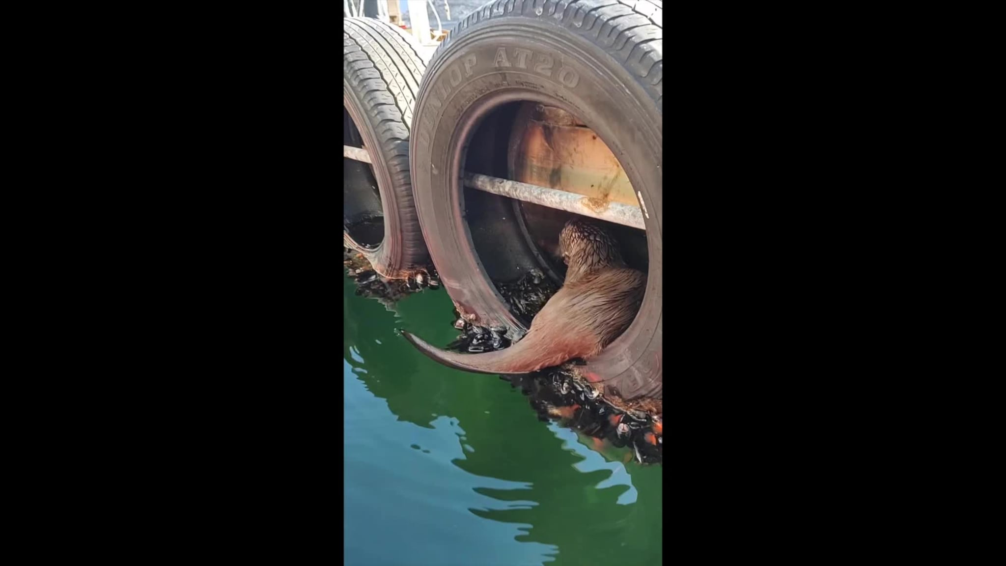 Sæbø-oteren tek ein dukkert etter å ha knaska fisk