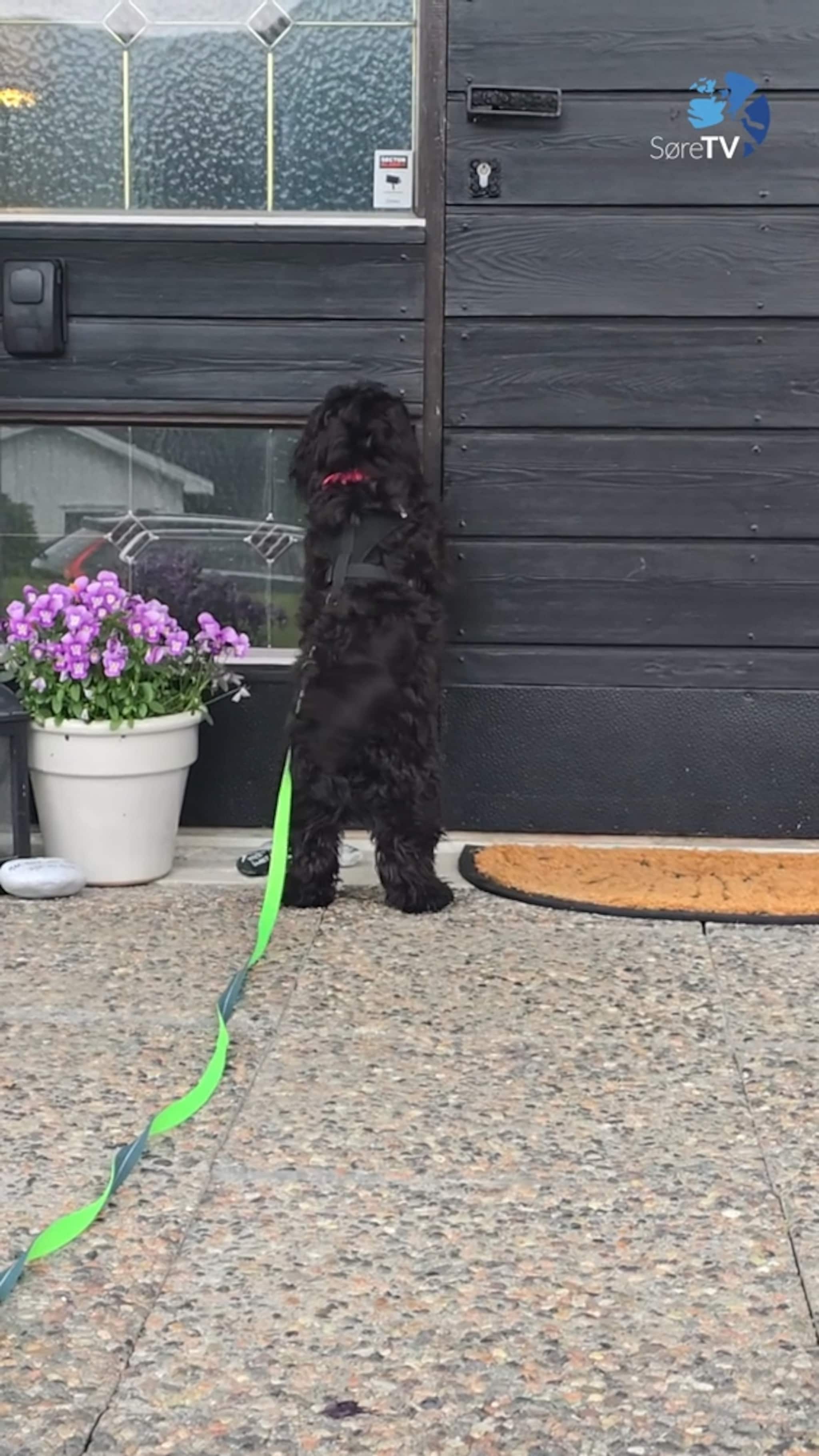 Sjå kor glad Simba blir