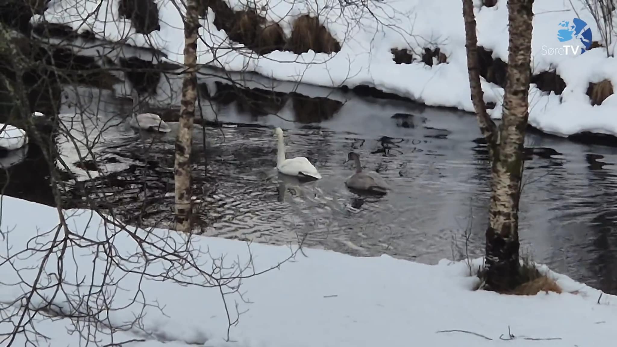 Har god utsikt frå sofaen