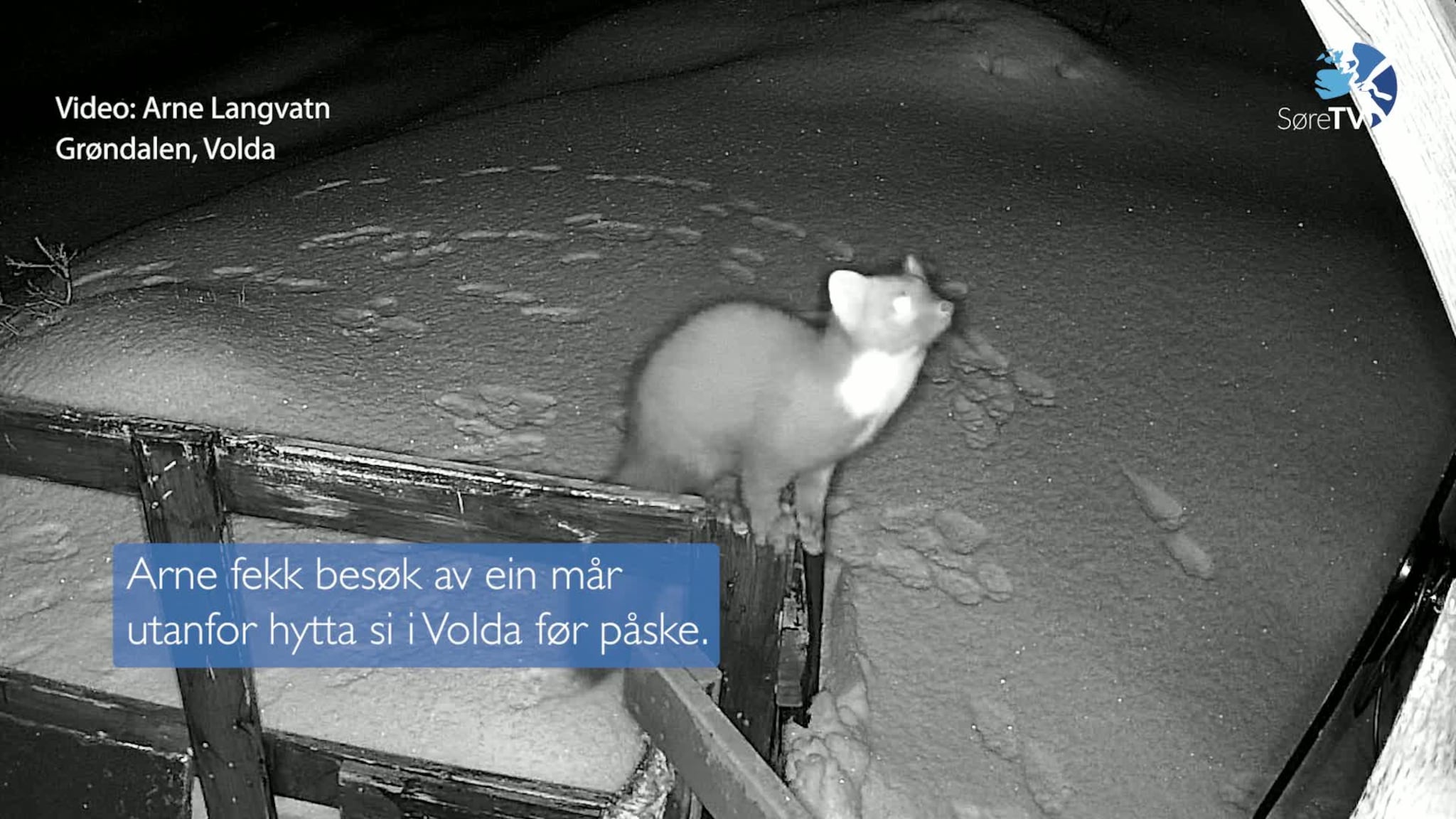 Måren kom på hyttebesøk