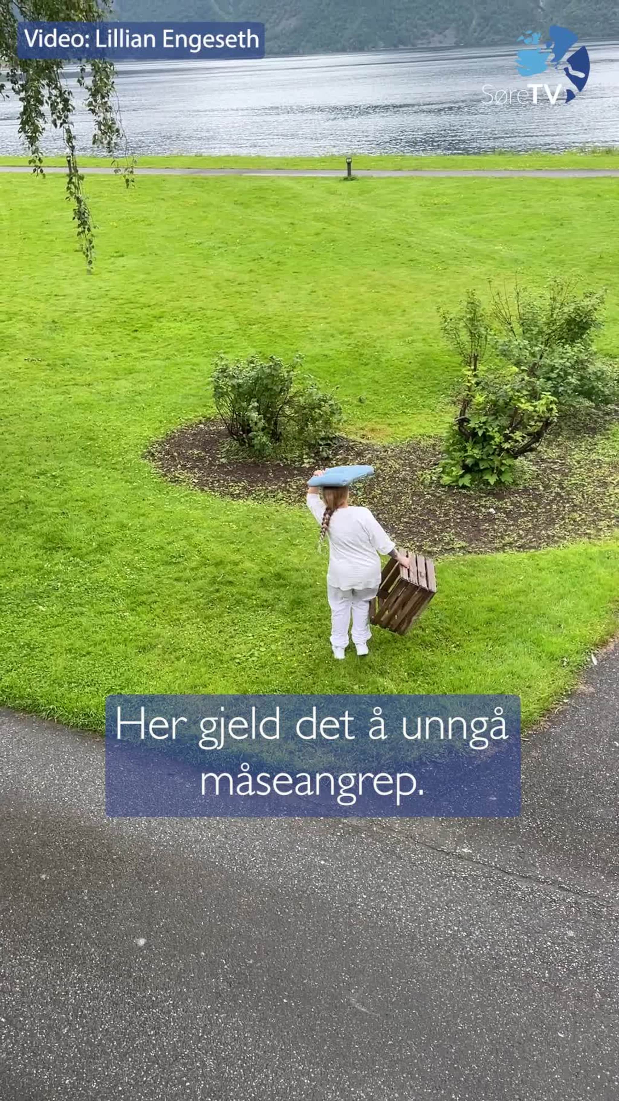 Måseangrep på Sæbø