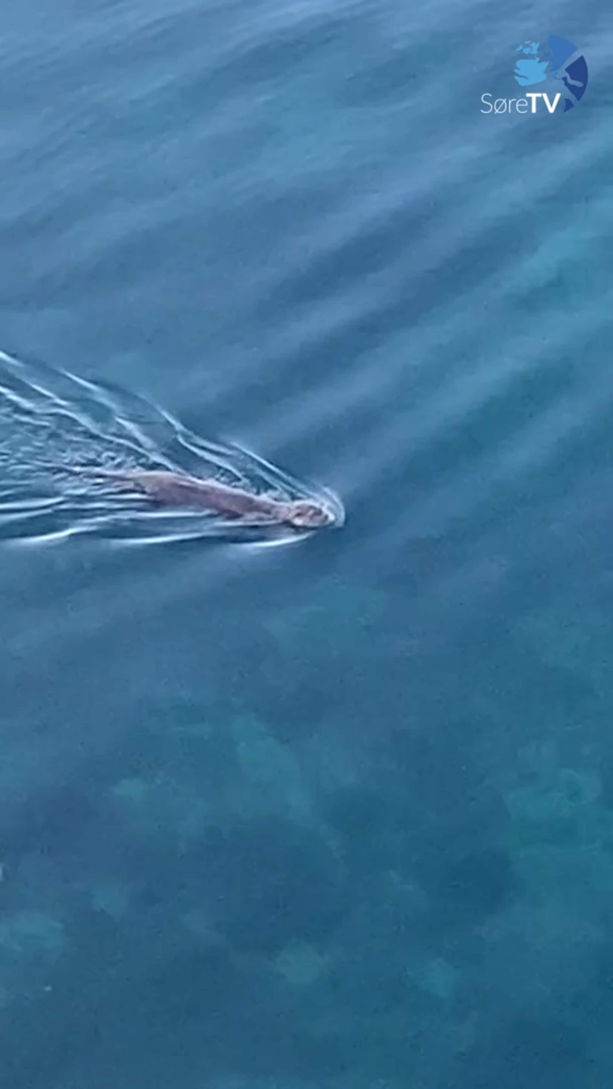 Her er oteren på fisketur