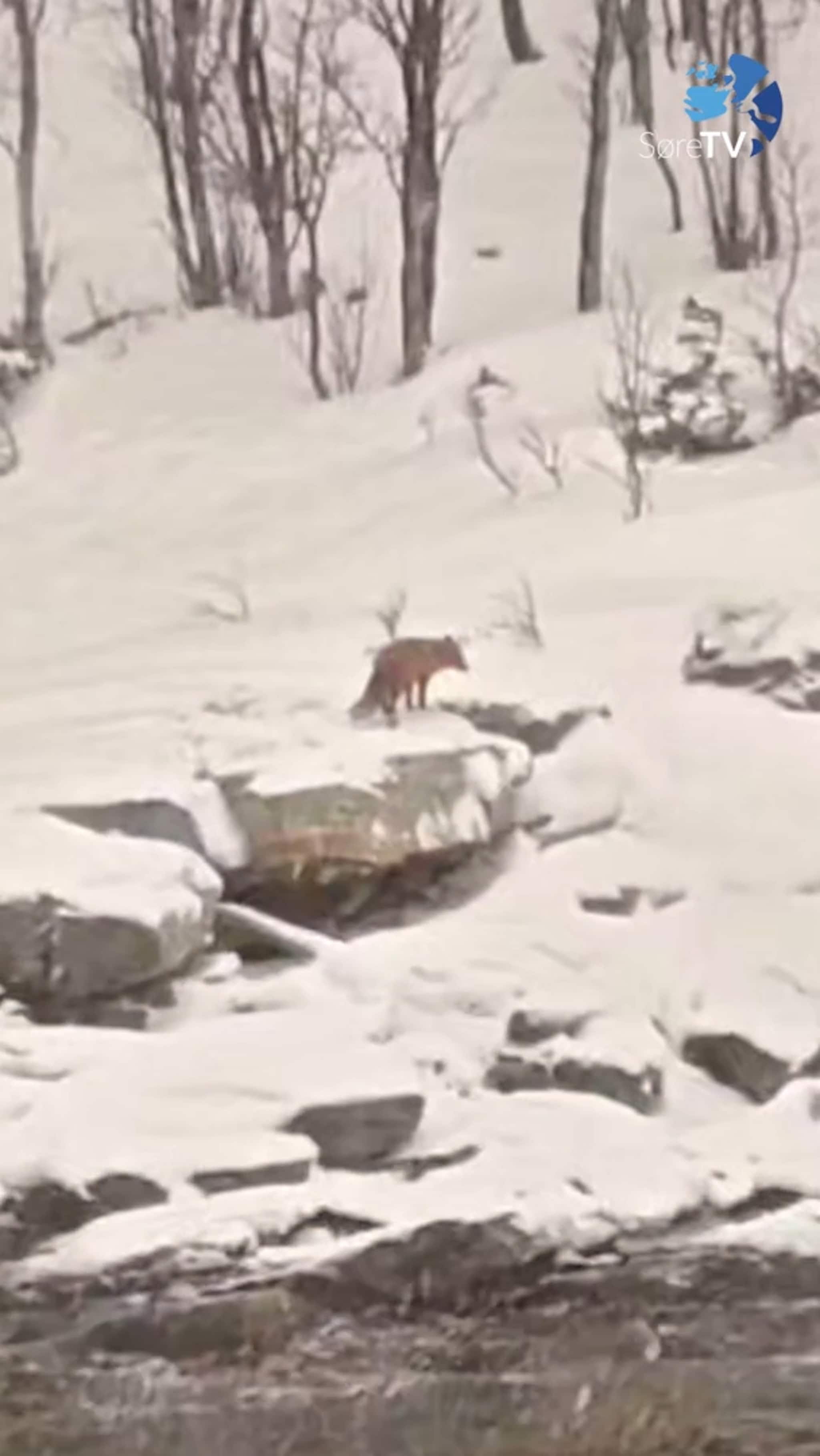 Sjå raudreven i fjøresteinane