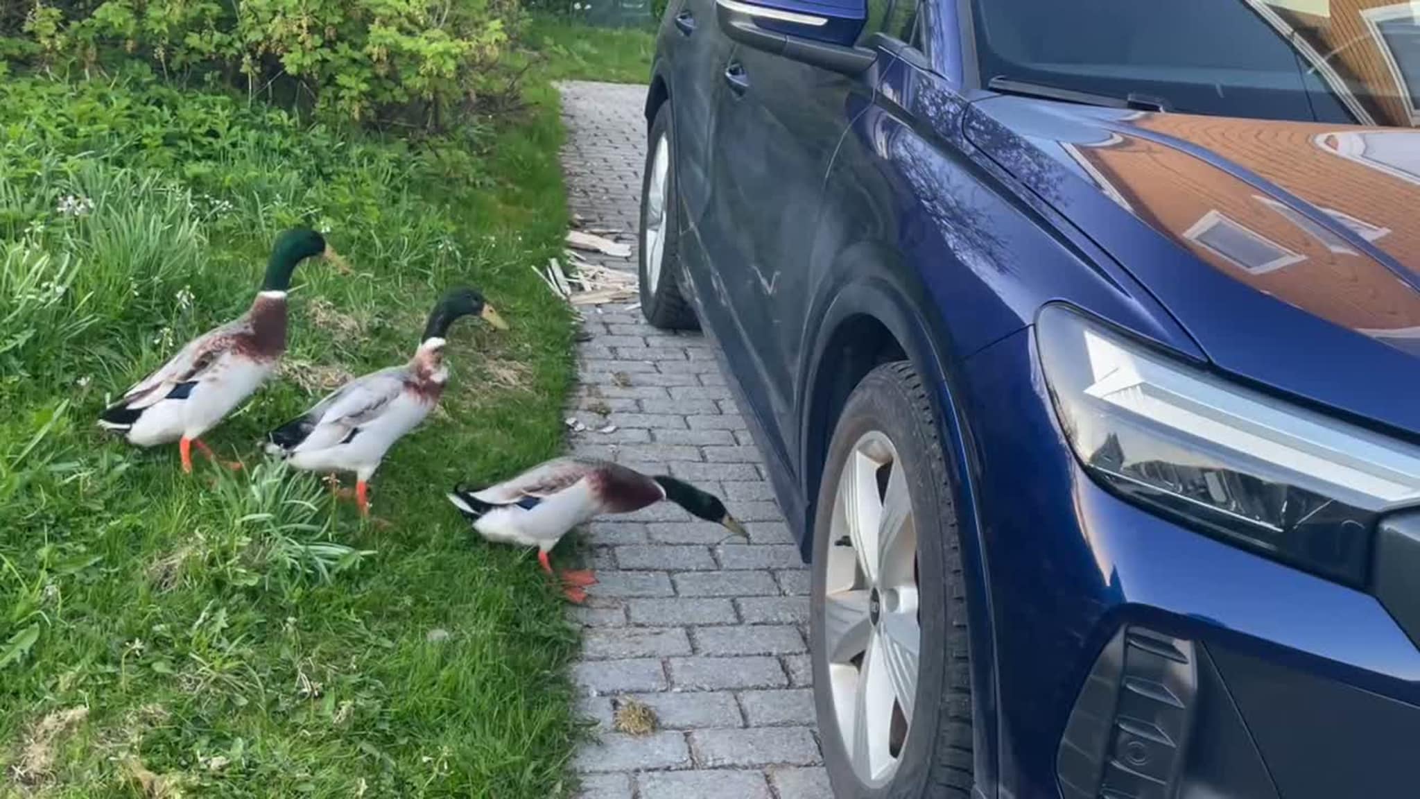 Ender på sniglejakt