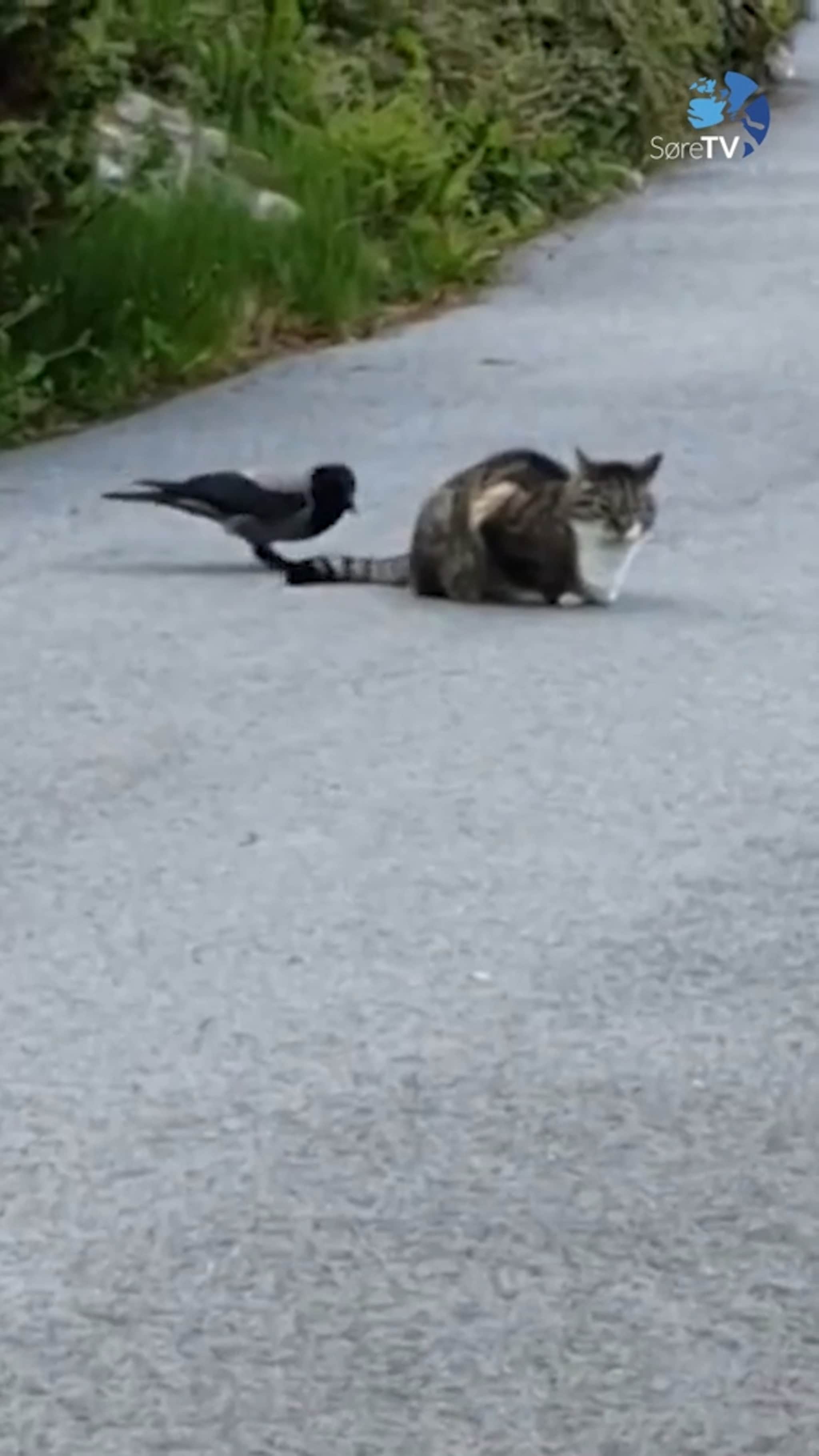 Er det ertekråke eller ertekatt?