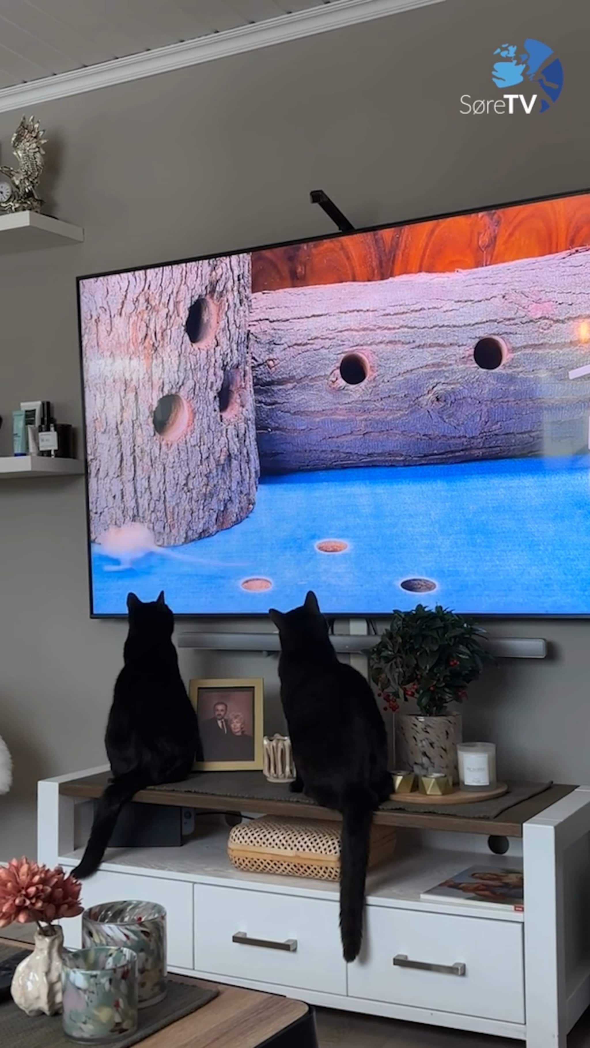 På "fjern-jakt" i stova