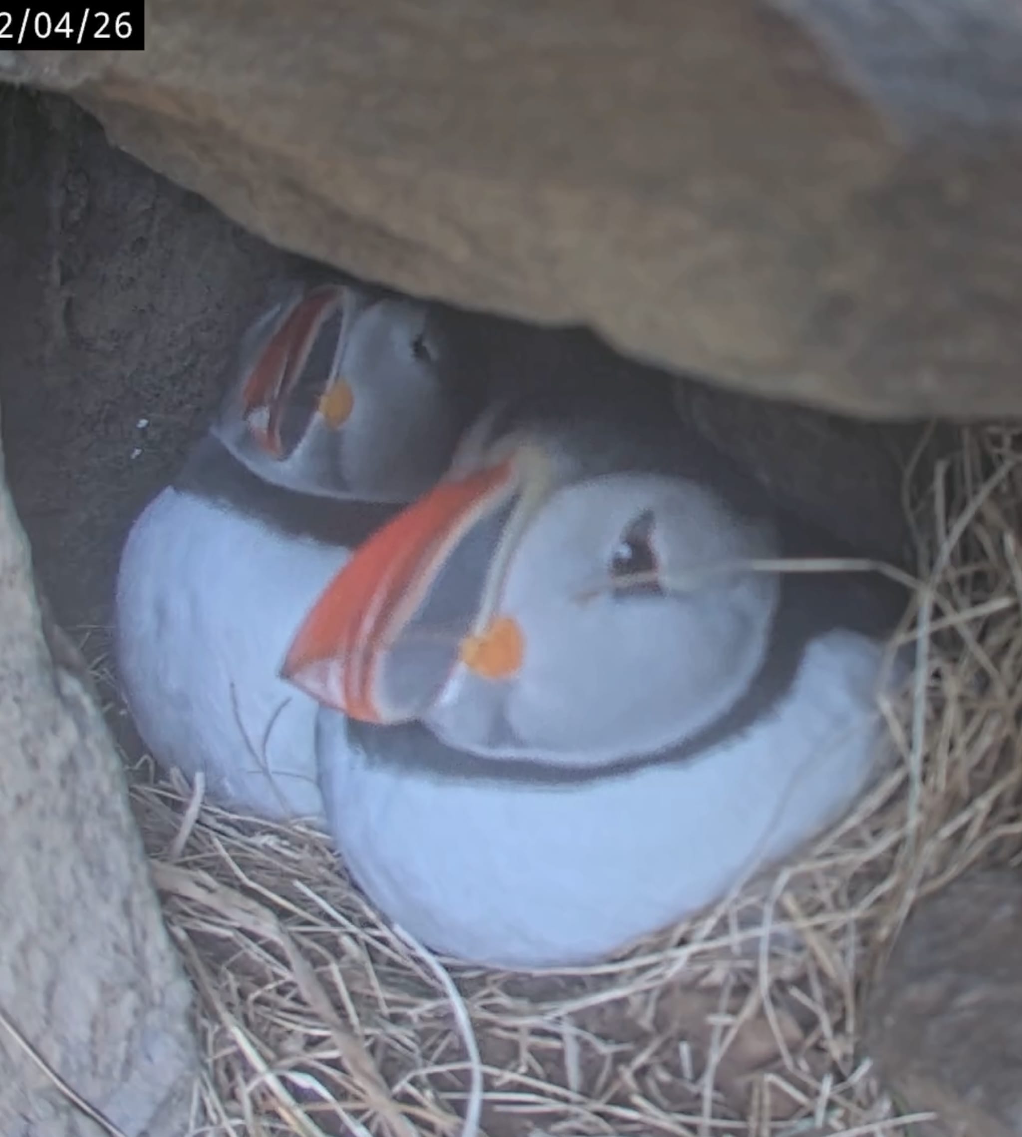 Har du sett ein lunde legge egg før?