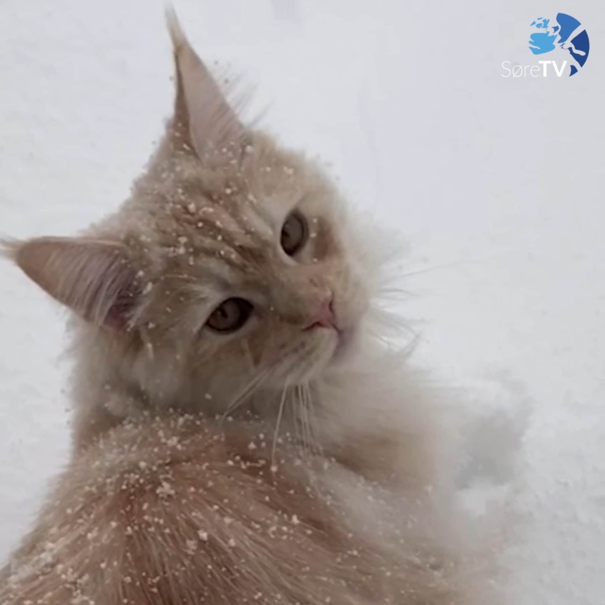 Brutus treng draghjelp i kulda