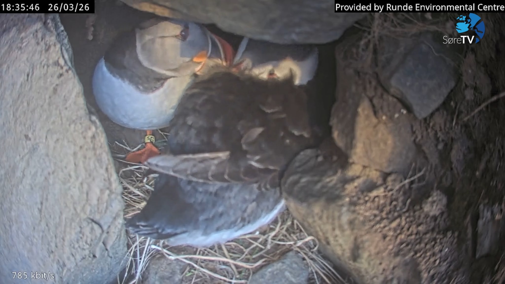 Her kosar dei seg i reiret