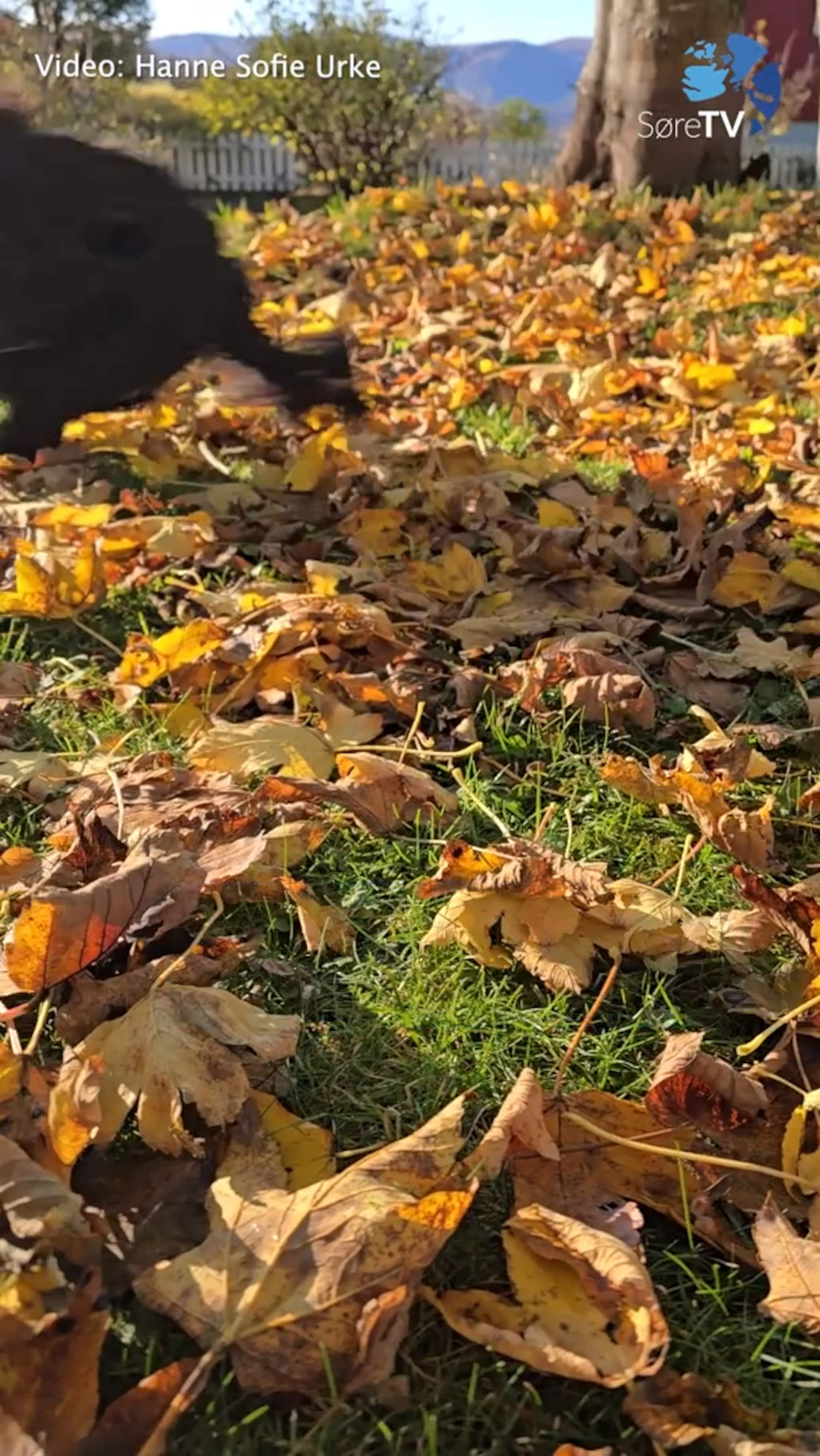 Har du sett slik fart?