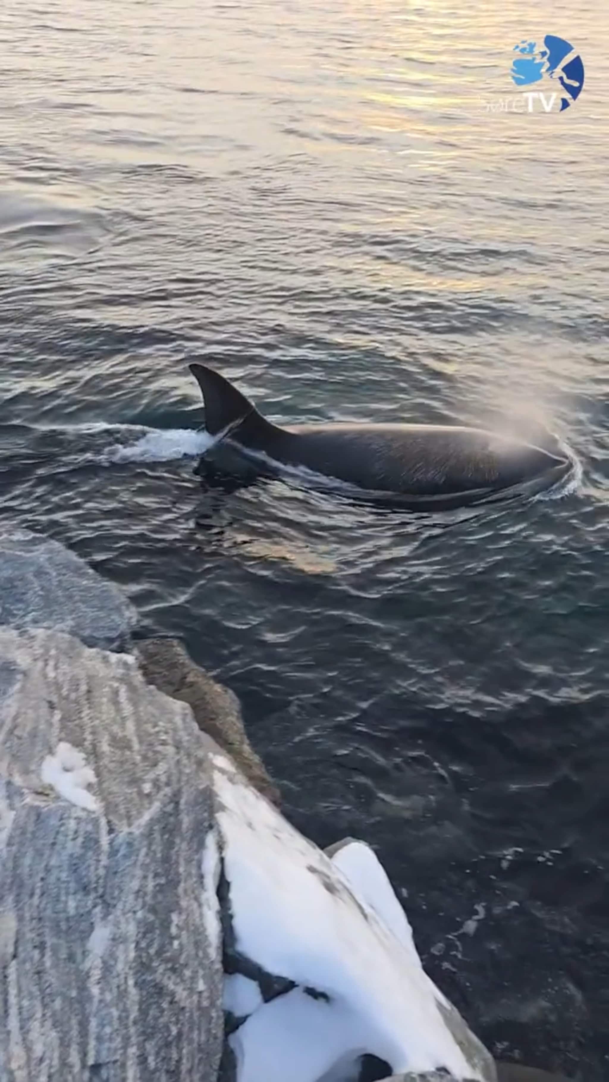 Sjå kor nære dei var