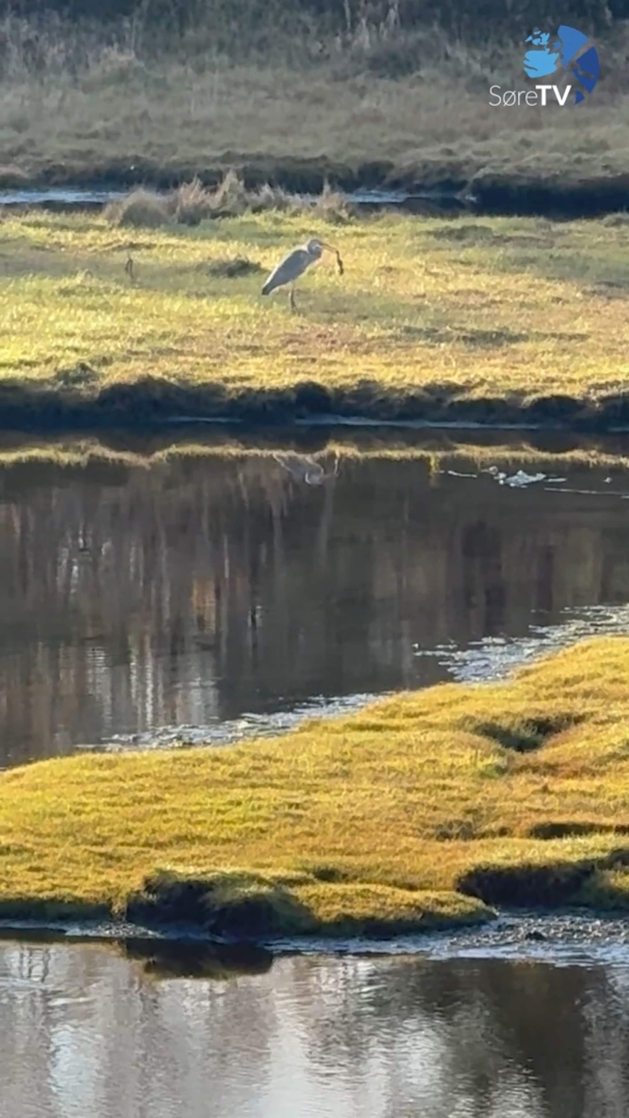 – Det eg såg, var faktisk heilt sjukt