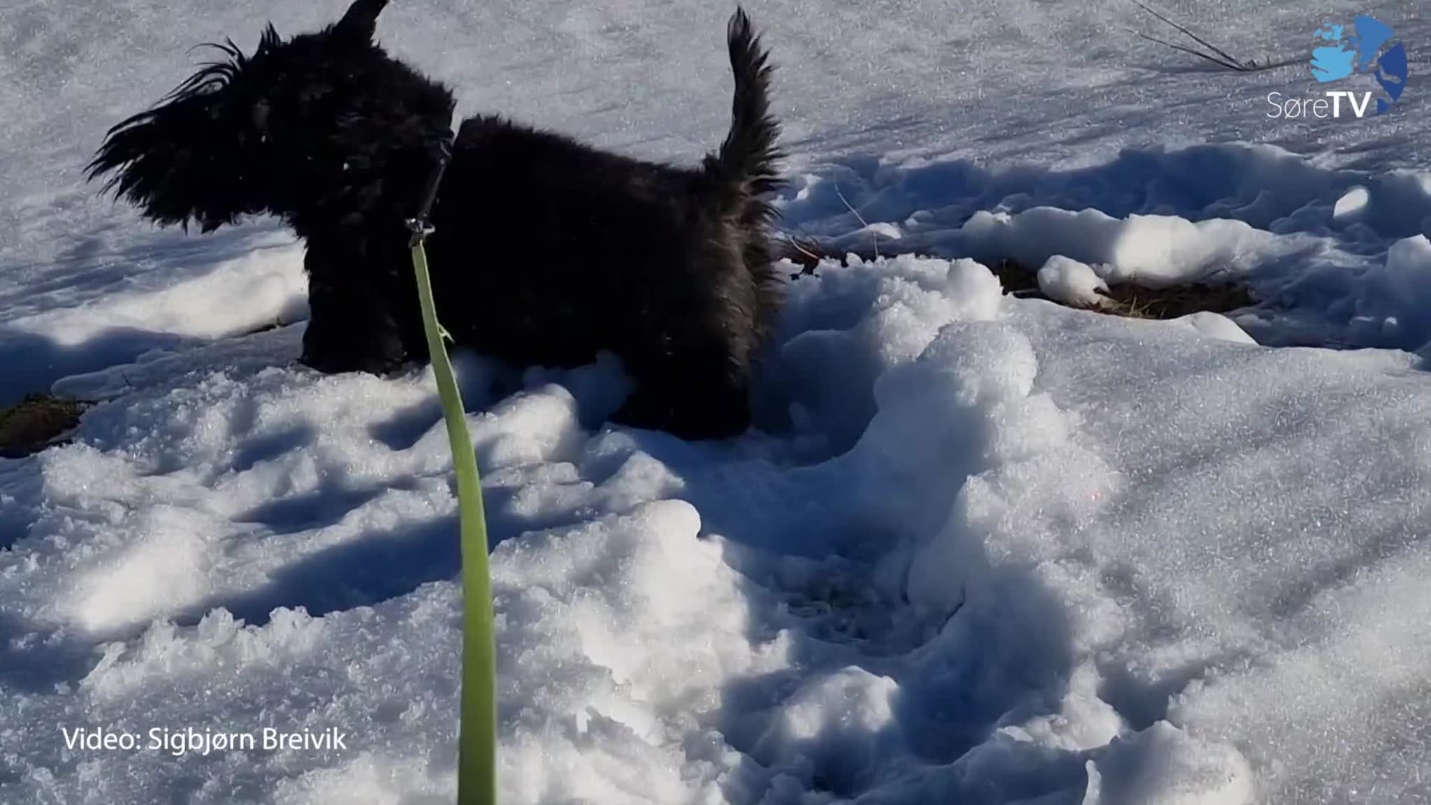 Her badar han i snø
