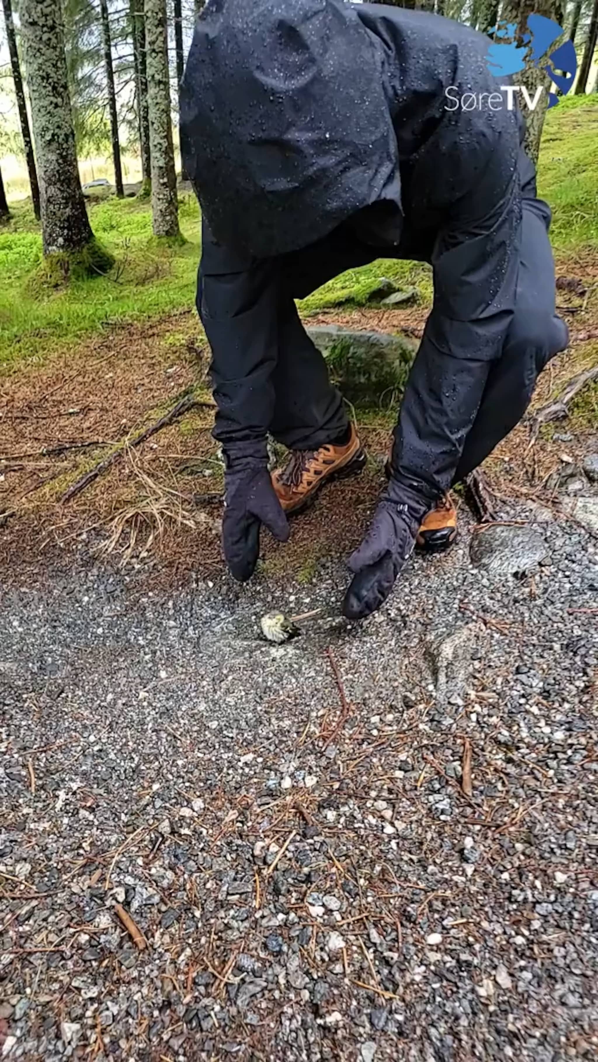 Redda frå å bli trampa på