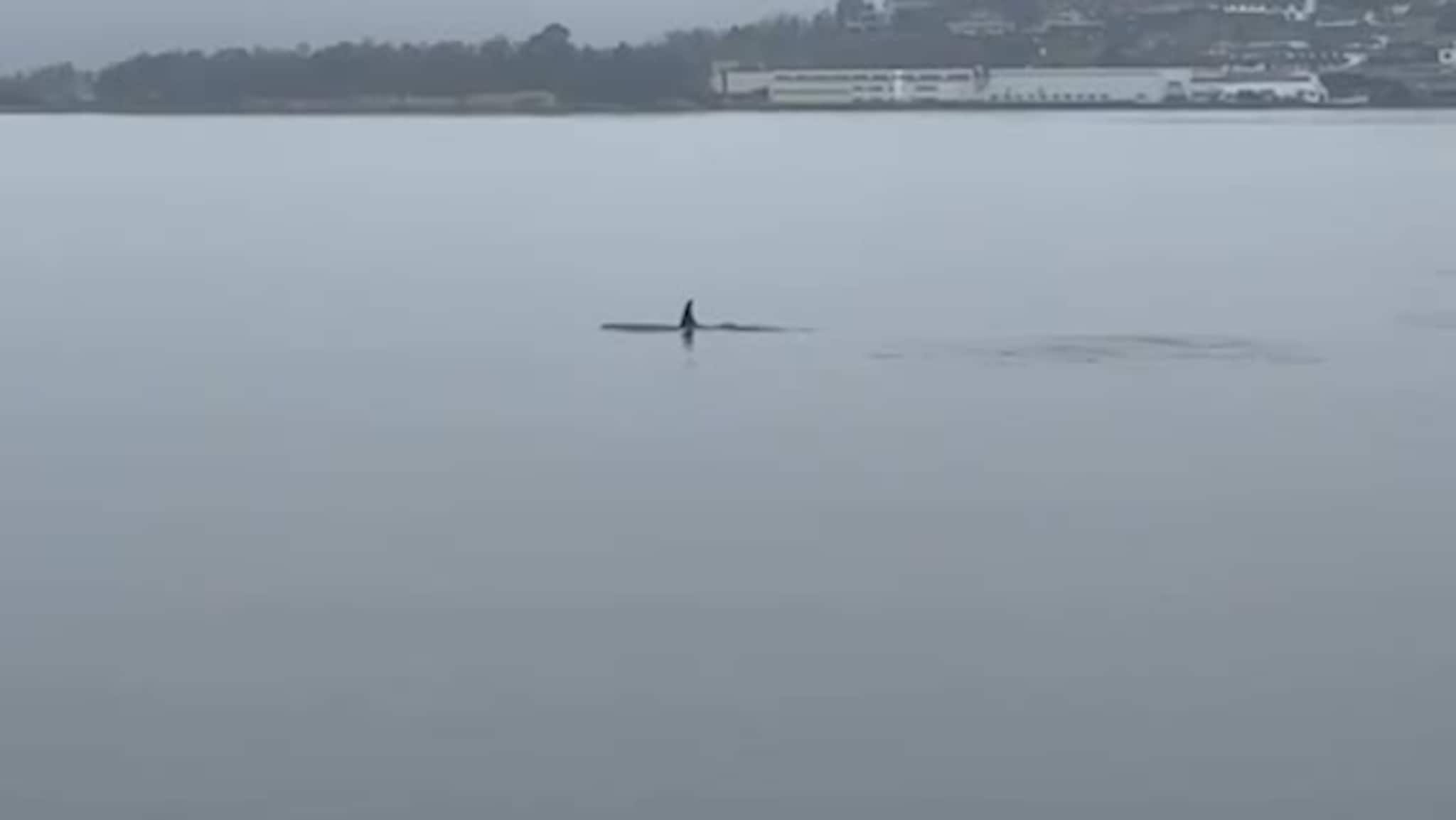 Spekkhoggarar i Sykkylvsfjorden