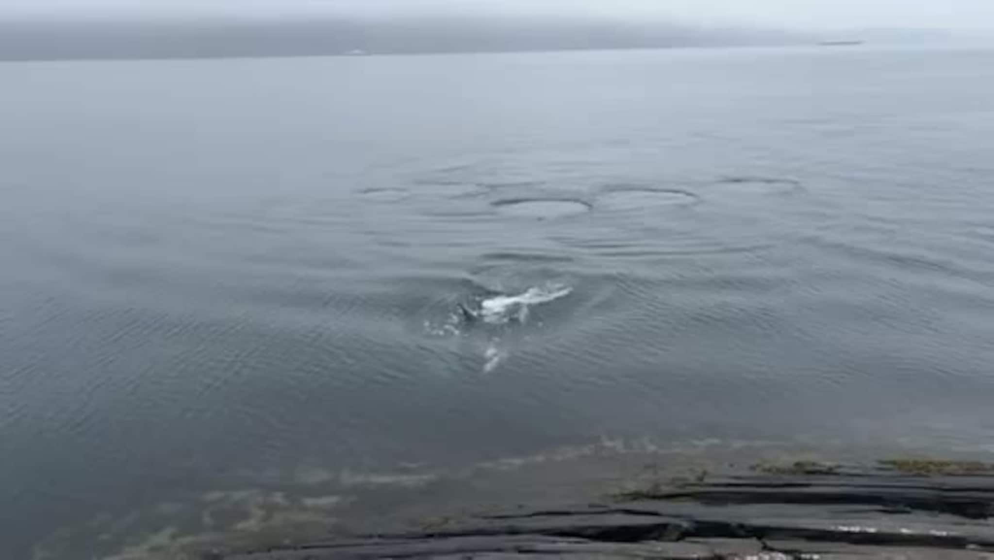 Spekkhoggarar i Sykkylvsfjorden