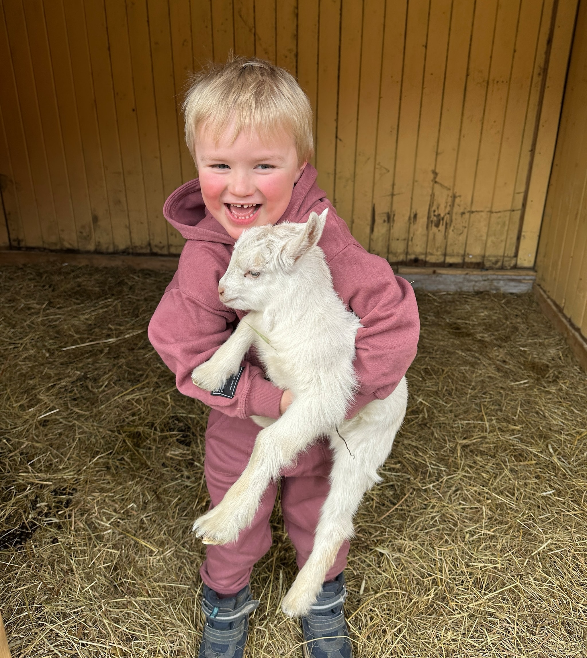 Sjå killingane på Hæreid