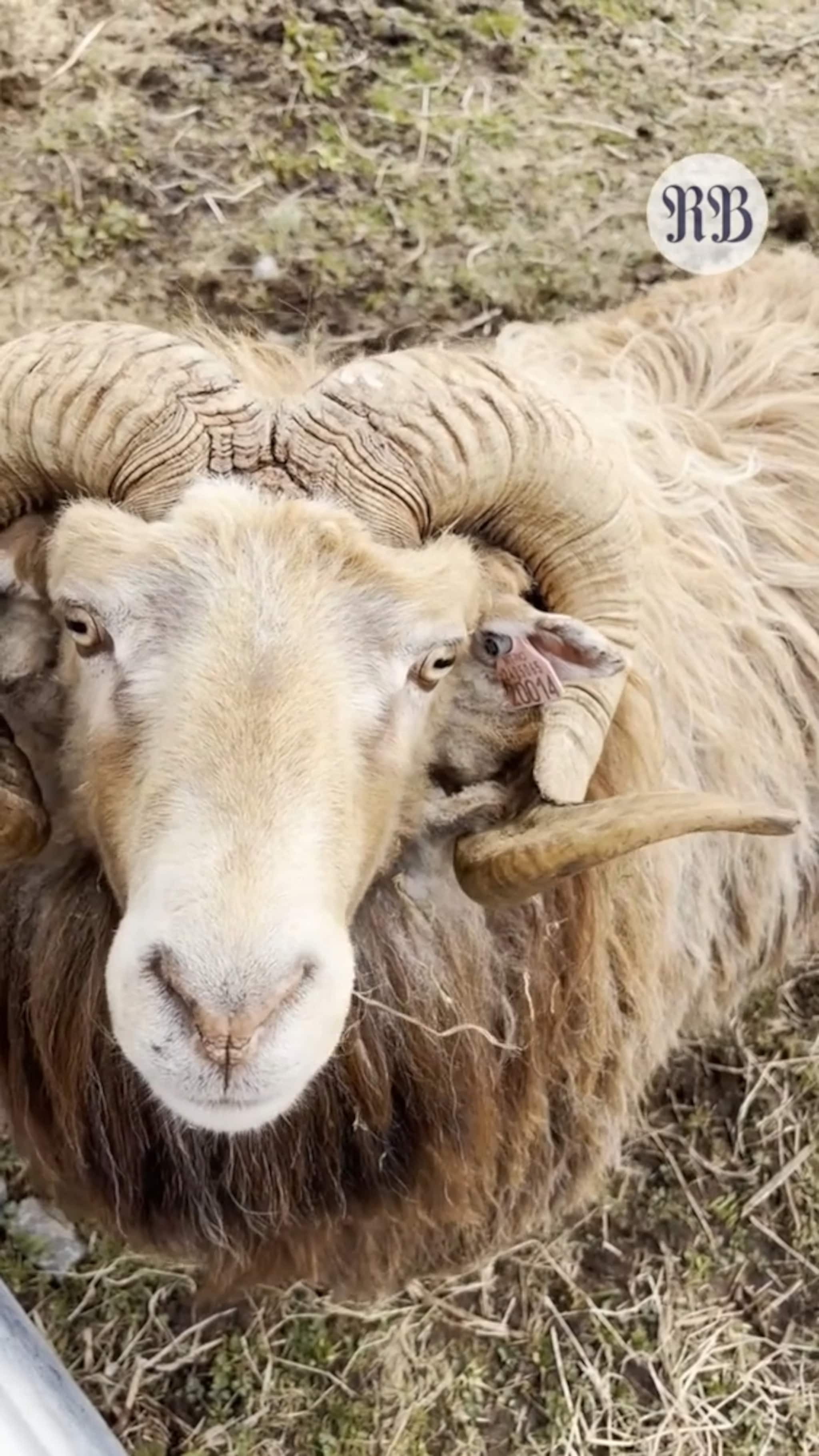 Fortvila sauebønder