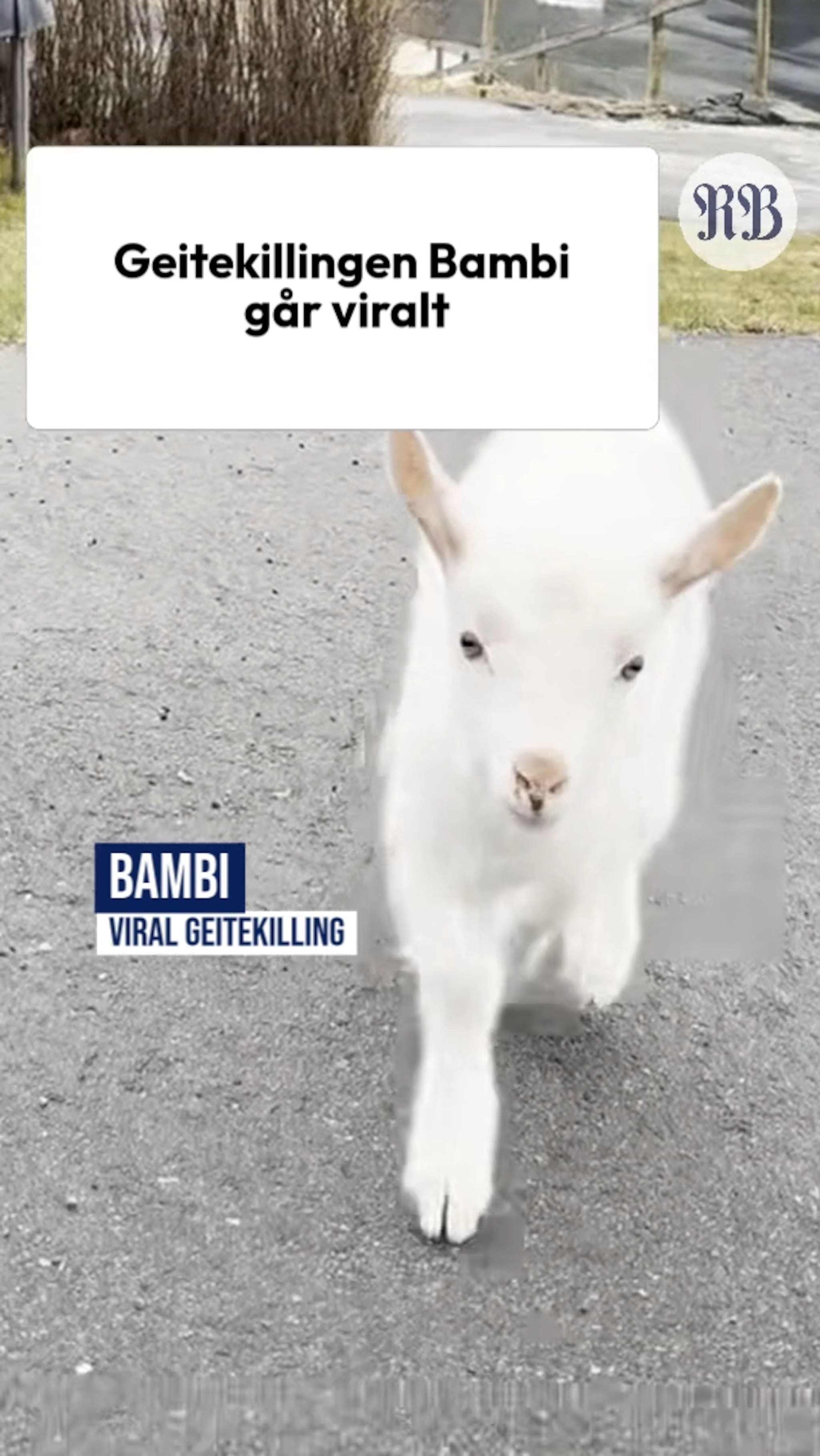 Geitekillingen som går viralt