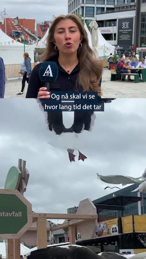 Hvor lang tid tar det før en måke angriper Gladmat-rettene? Vi tok testen!