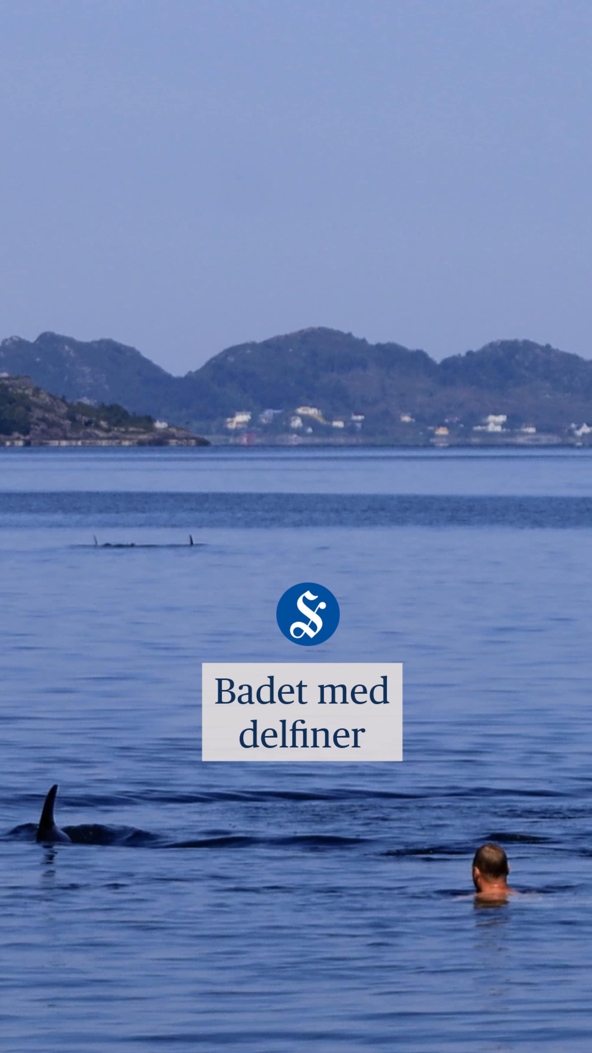 Bader med delfiner