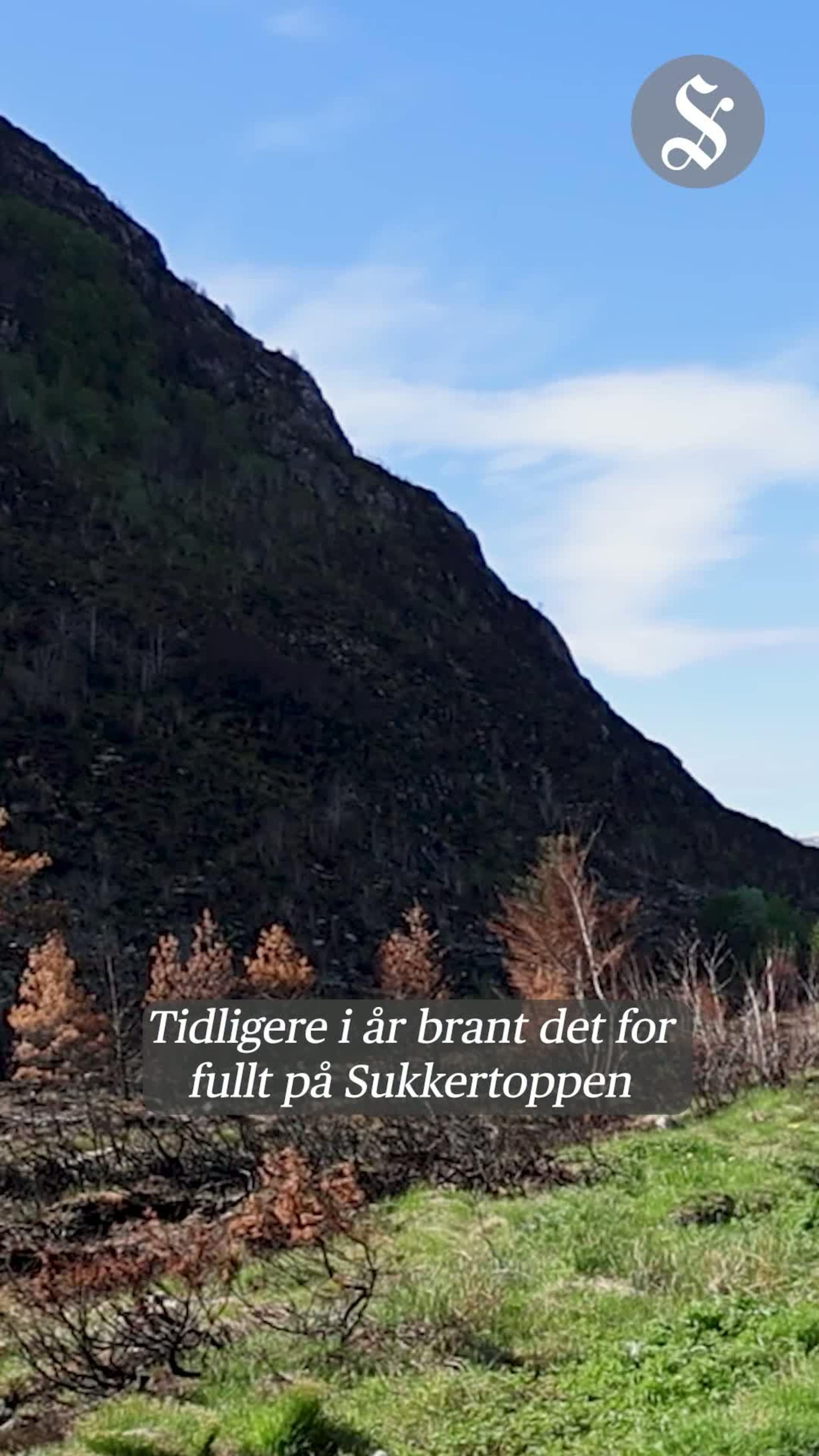 Det gror på Sukkertoppen