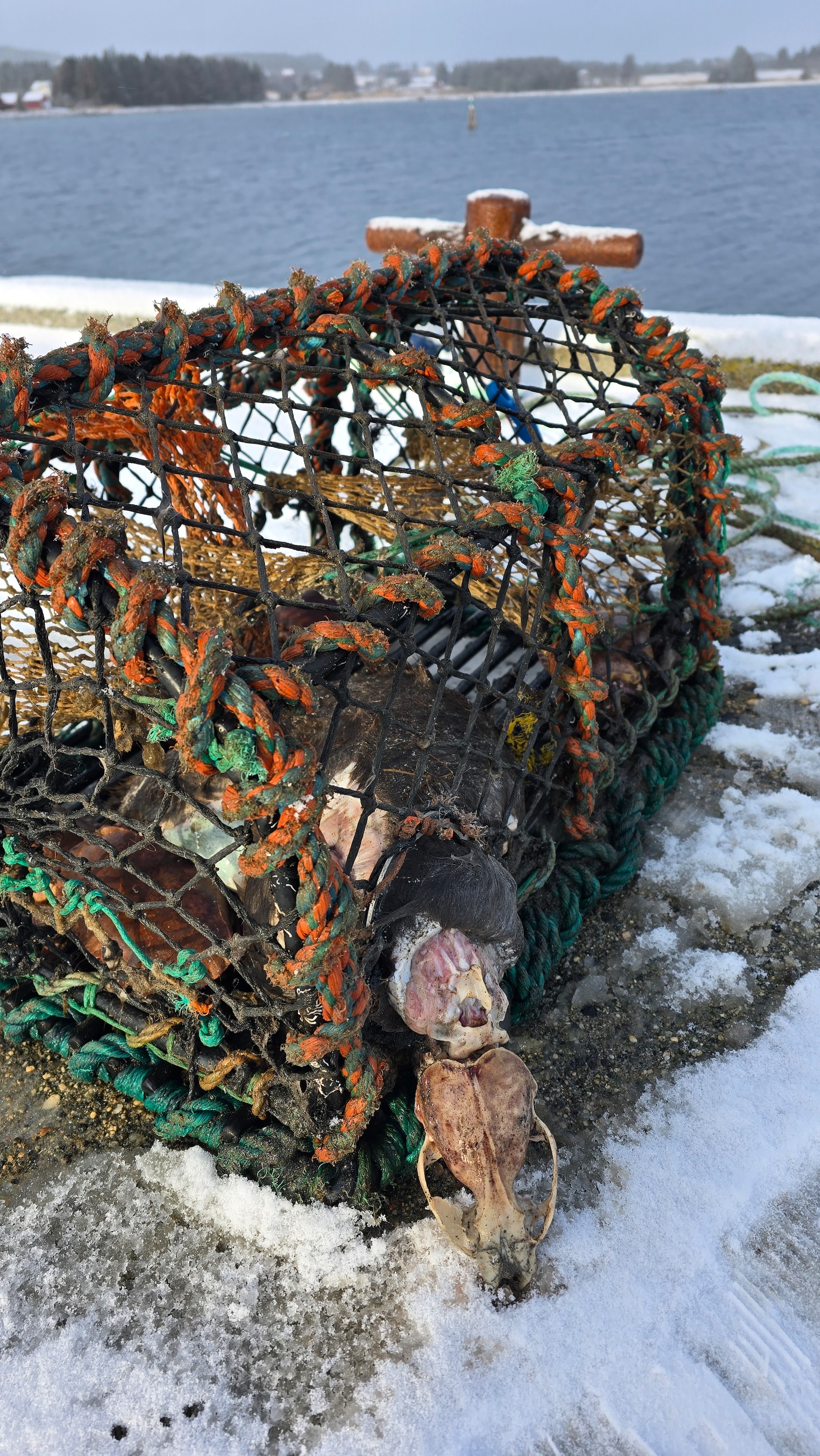 Sjekk dette teine-funnet