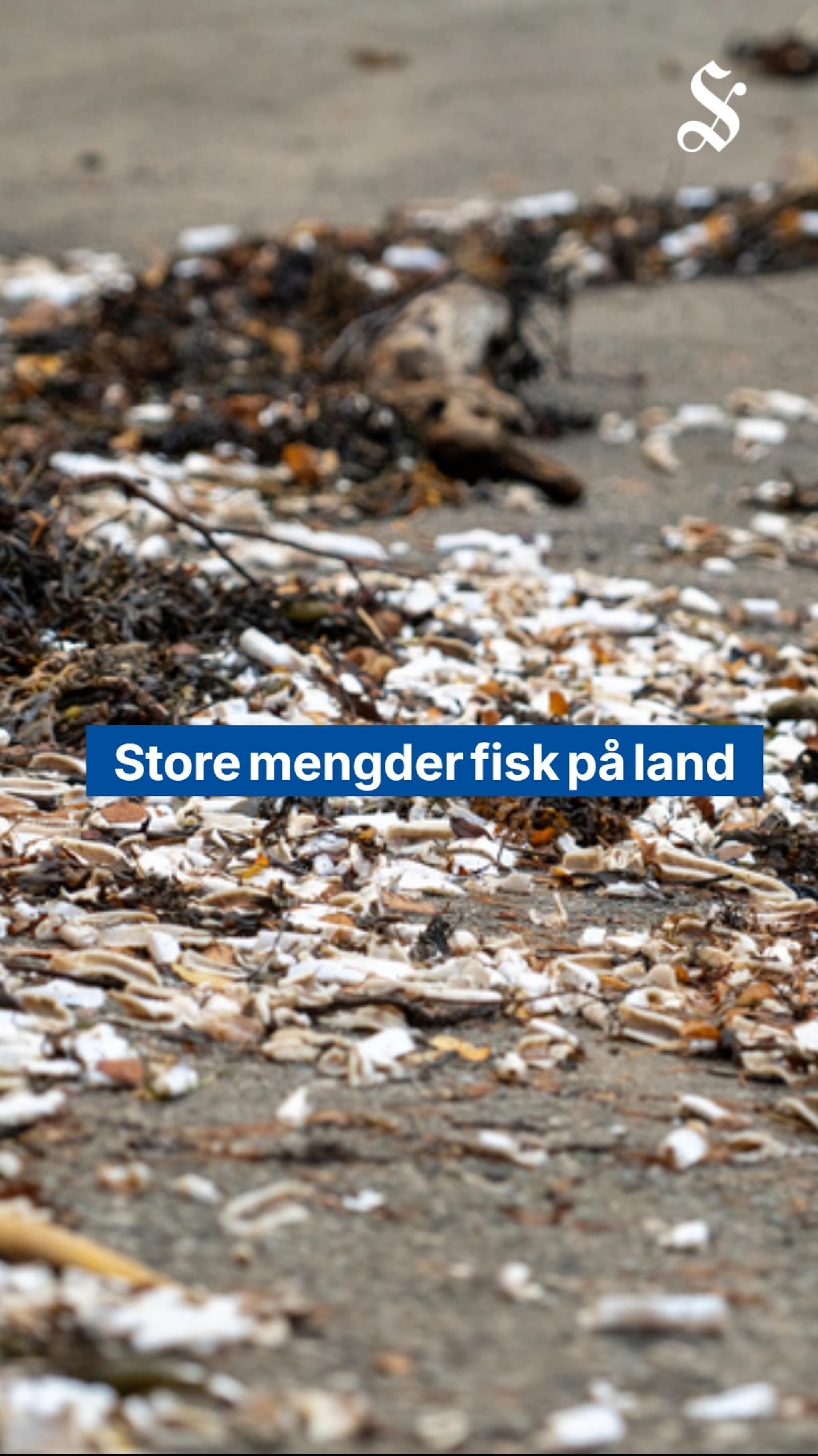 Store mengder fisk på land